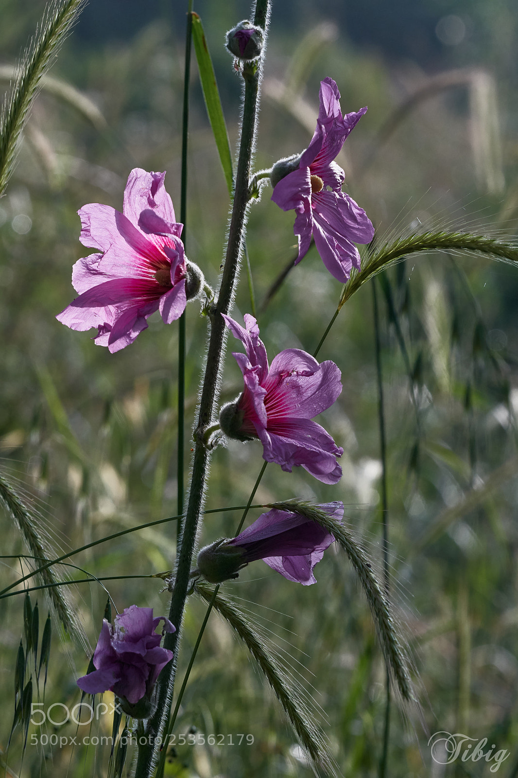 Nikon D500 sample photo. Hollyhock photography