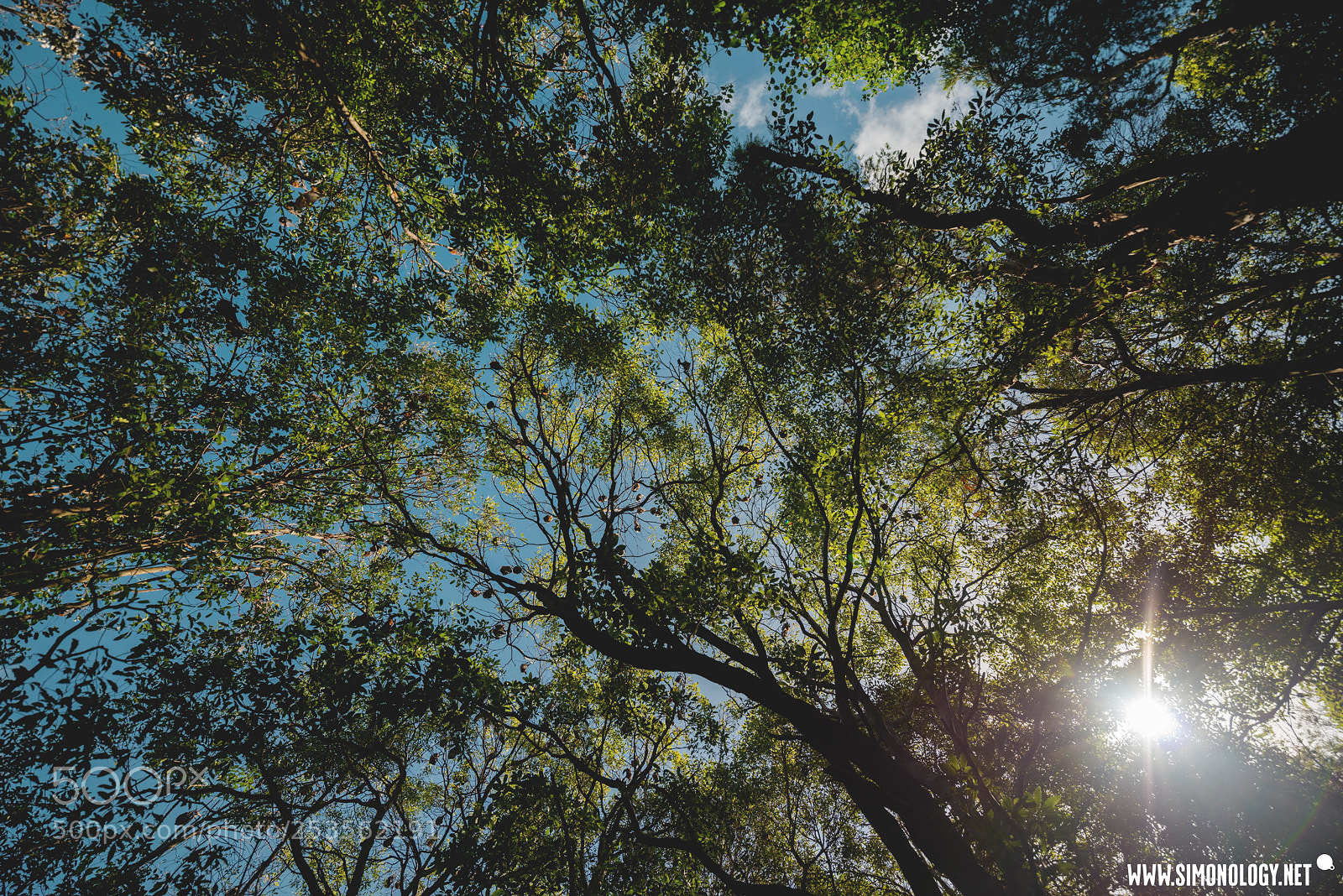 Nikon D800E sample photo. Flying foxes hanging in photography
