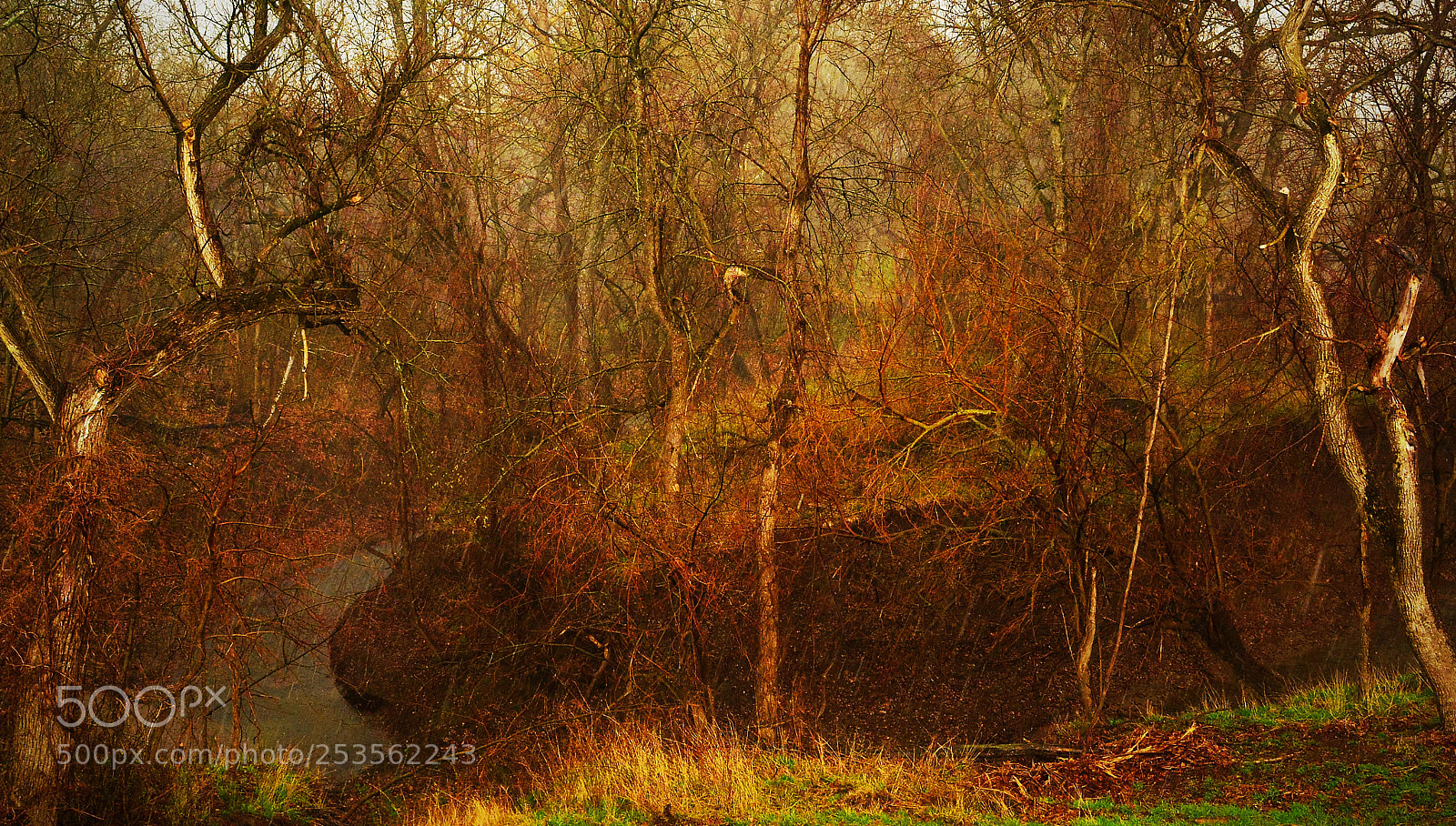 Nikon D7100 sample photo. Rain in the woods photography