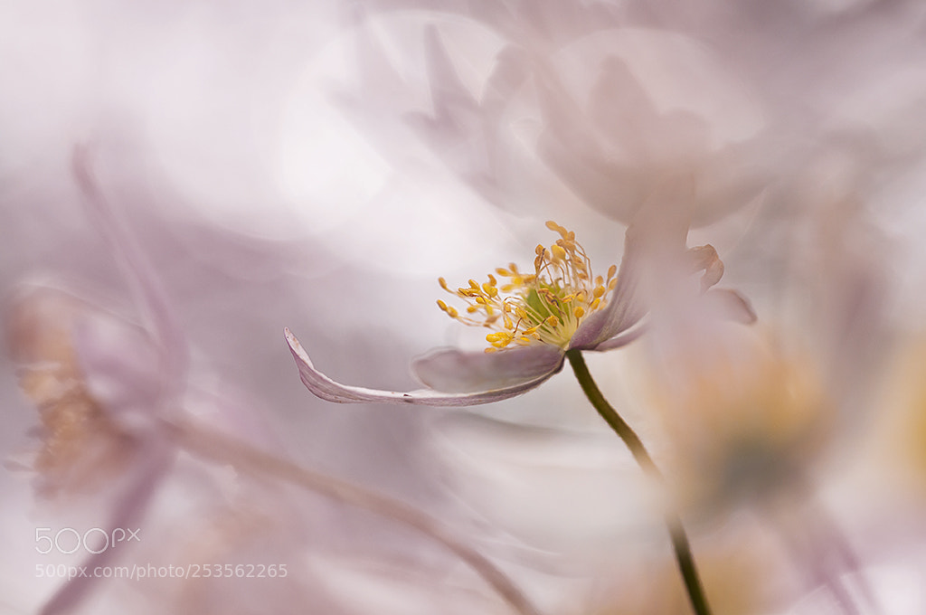 Nikon D300 sample photo. Anemone photography