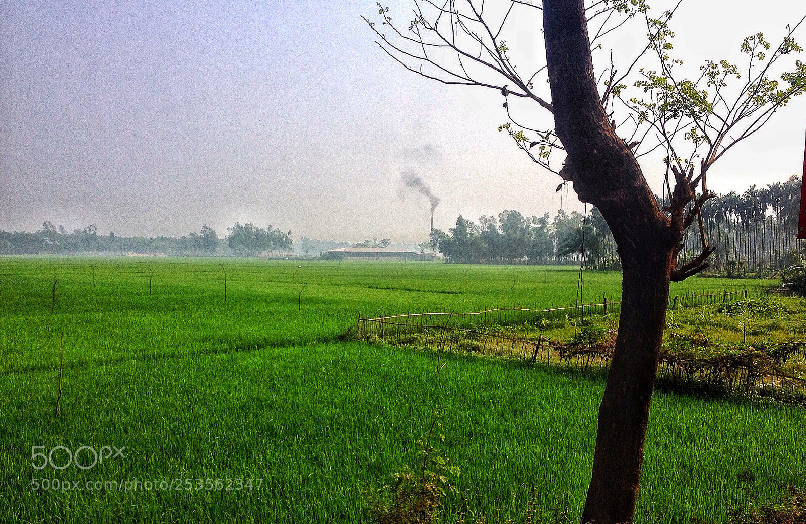Apple iPhone 4S sample photo. #green ? photography
