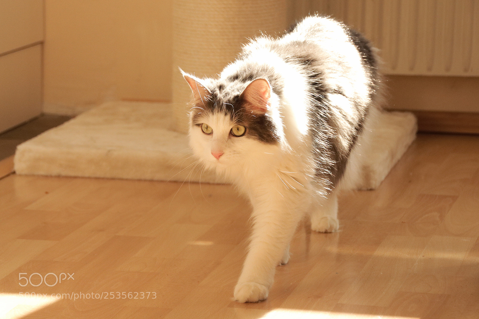 Canon EOS 750D (EOS Rebel T6i / EOS Kiss X8i) sample photo. Meine katzendame sissy photography
