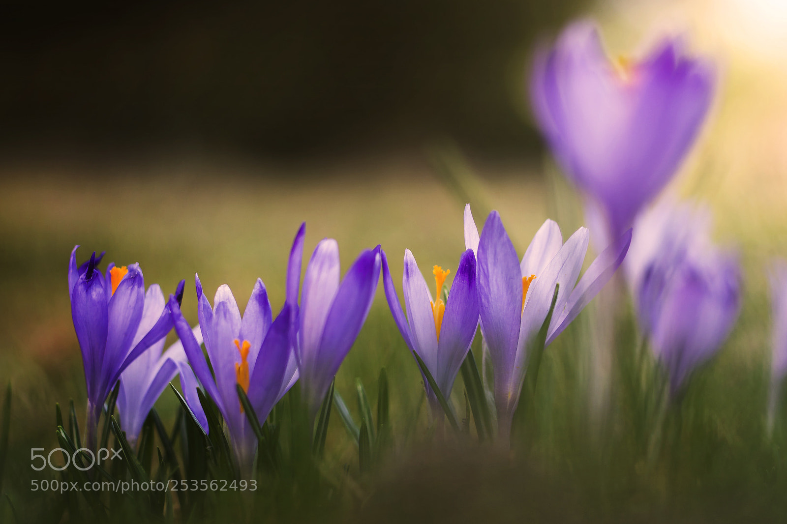 Nikon D7100 sample photo. Crocus 'whitewell purple' photography