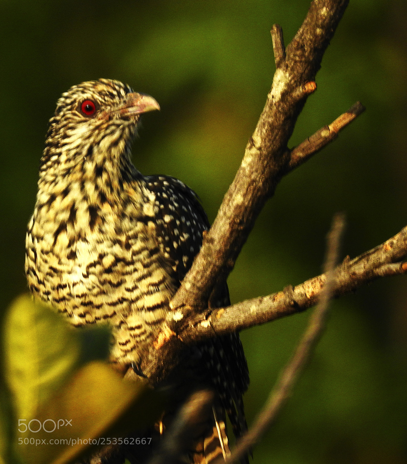 Nikon Coolpix P900 sample photo. Indian koel photography