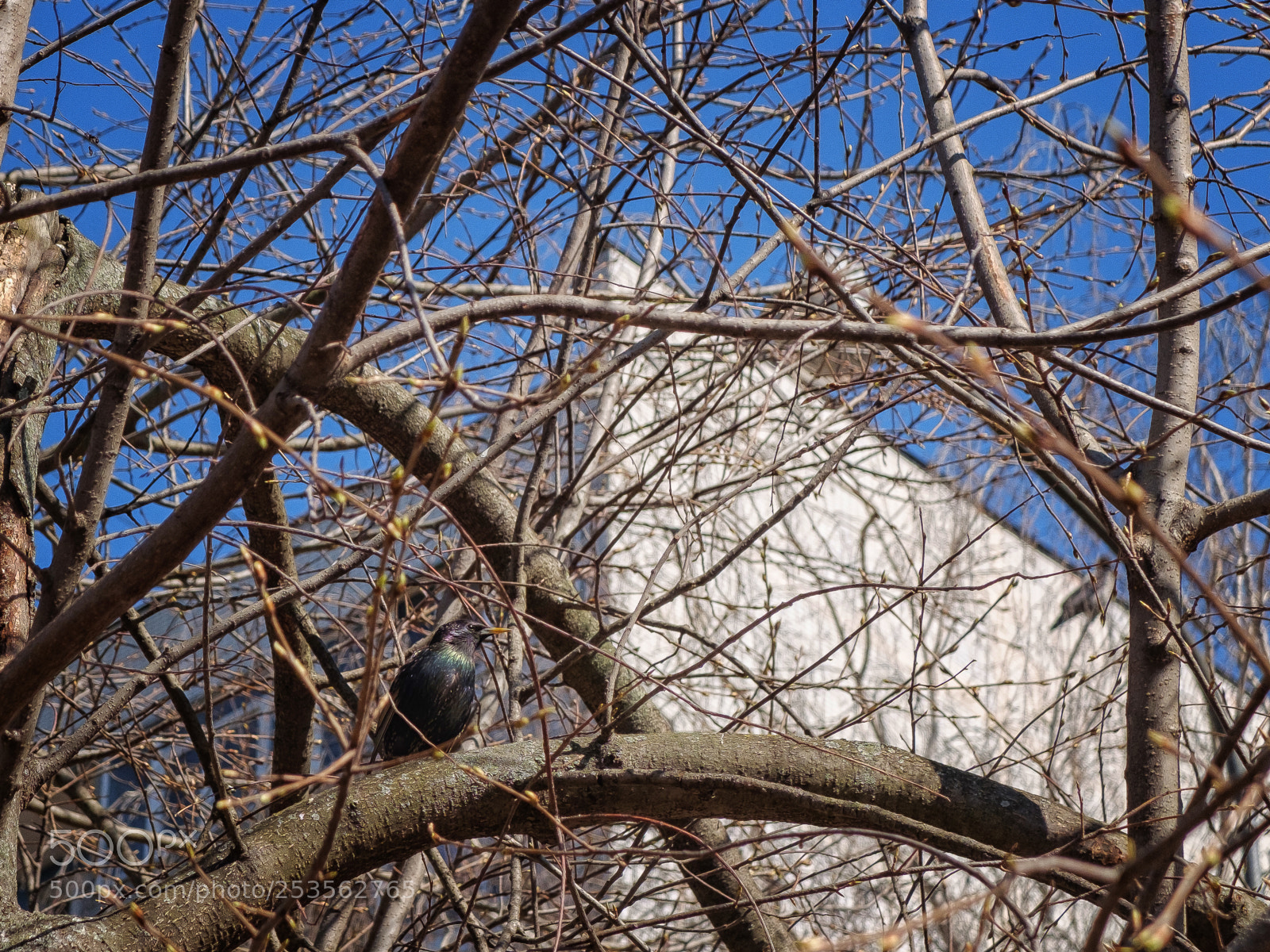 Fujifilm X30 sample photo. Sturnus vulgaris photography