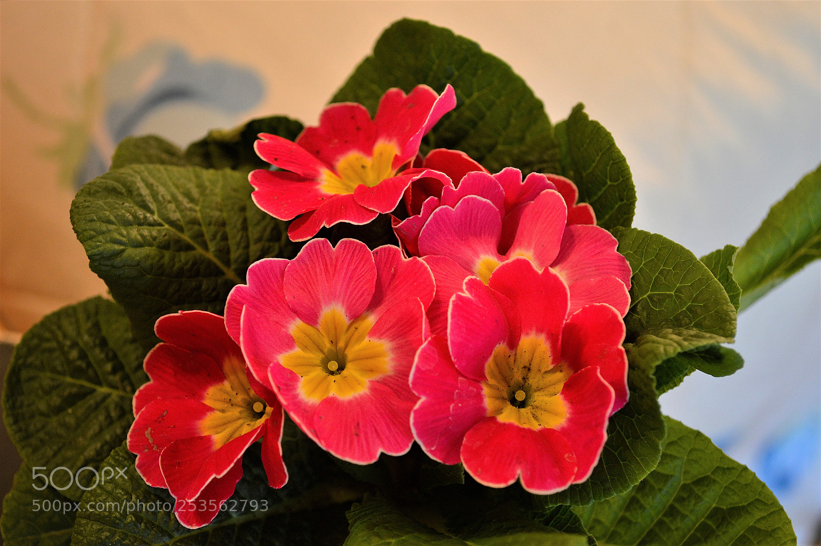 Nikon D3200 sample photo. Flowers photography