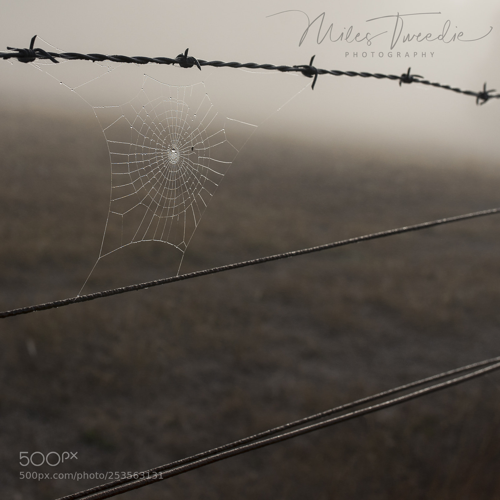 Nikon D600 sample photo. On the farm photography