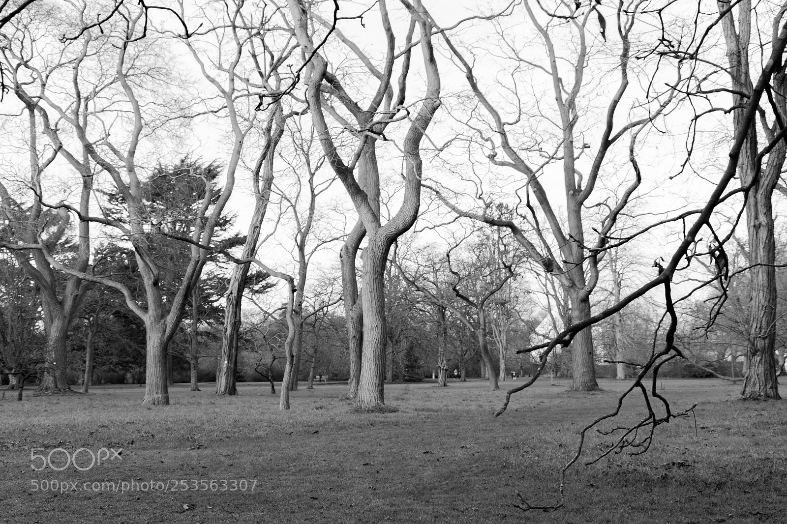 Nikon D5200 sample photo. Kew garden photography
