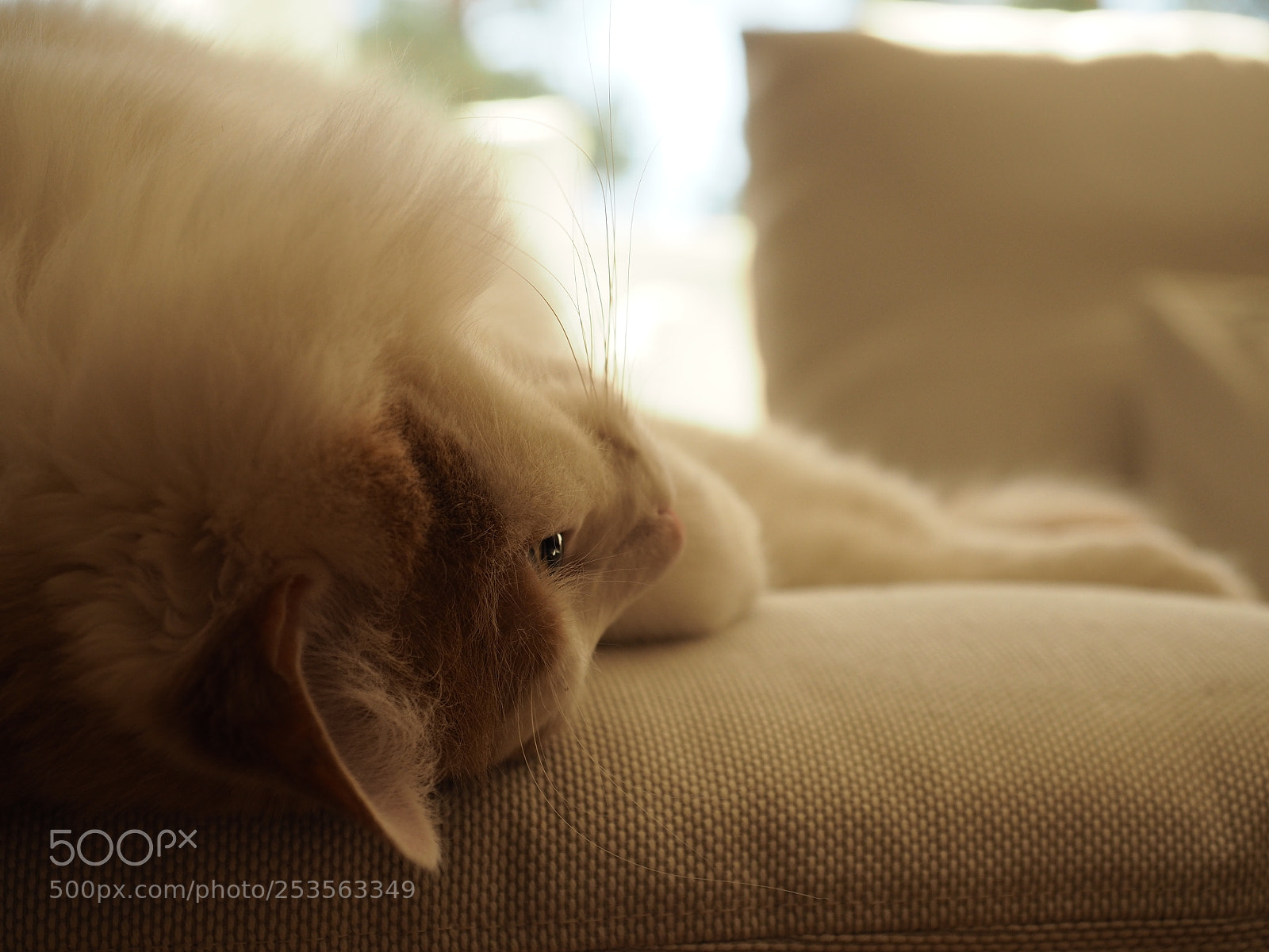 Olympus OM-D E-M5 II sample photo. Olympus digital camera photography