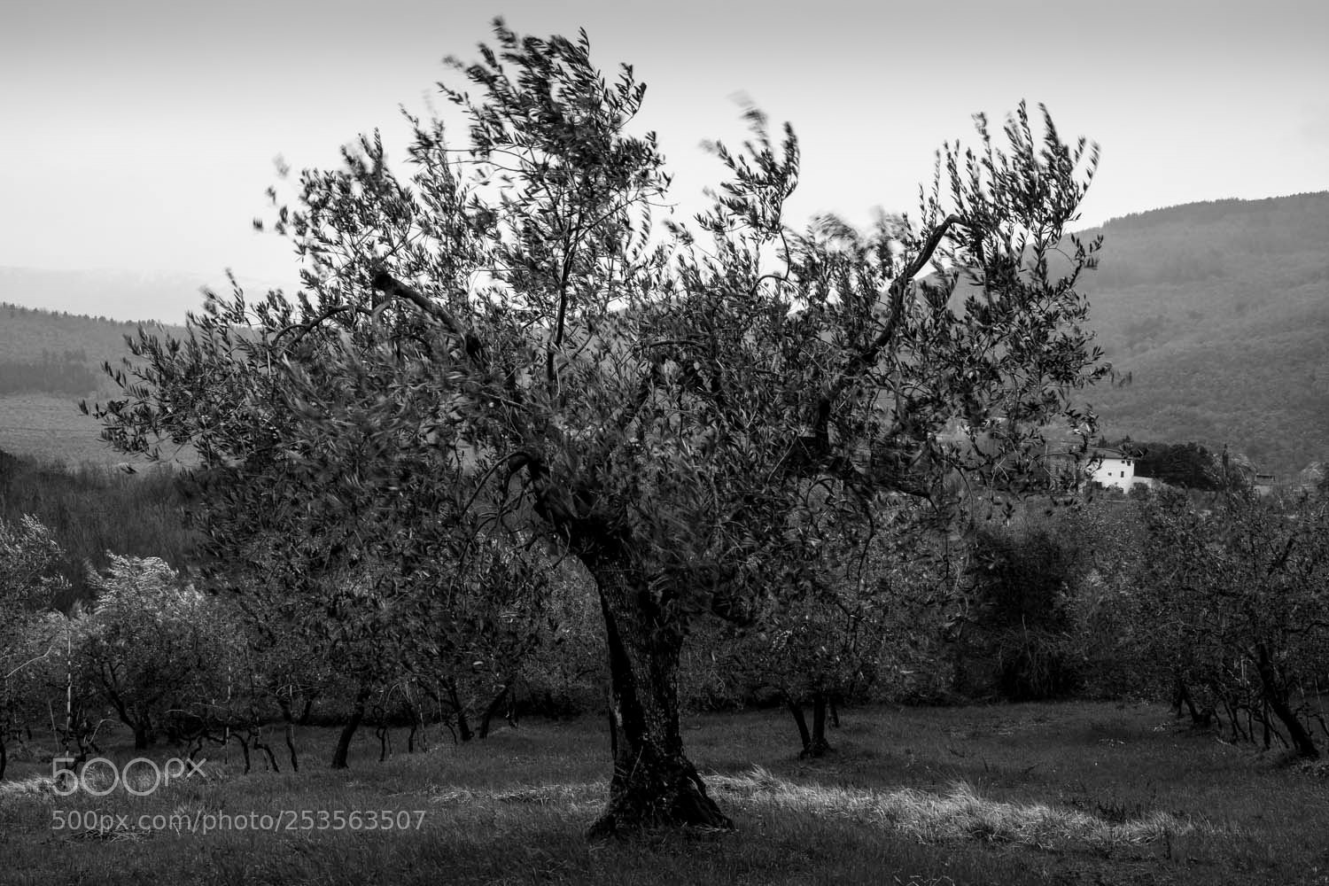 Nikon D5200 sample photo. 18.jpg photography