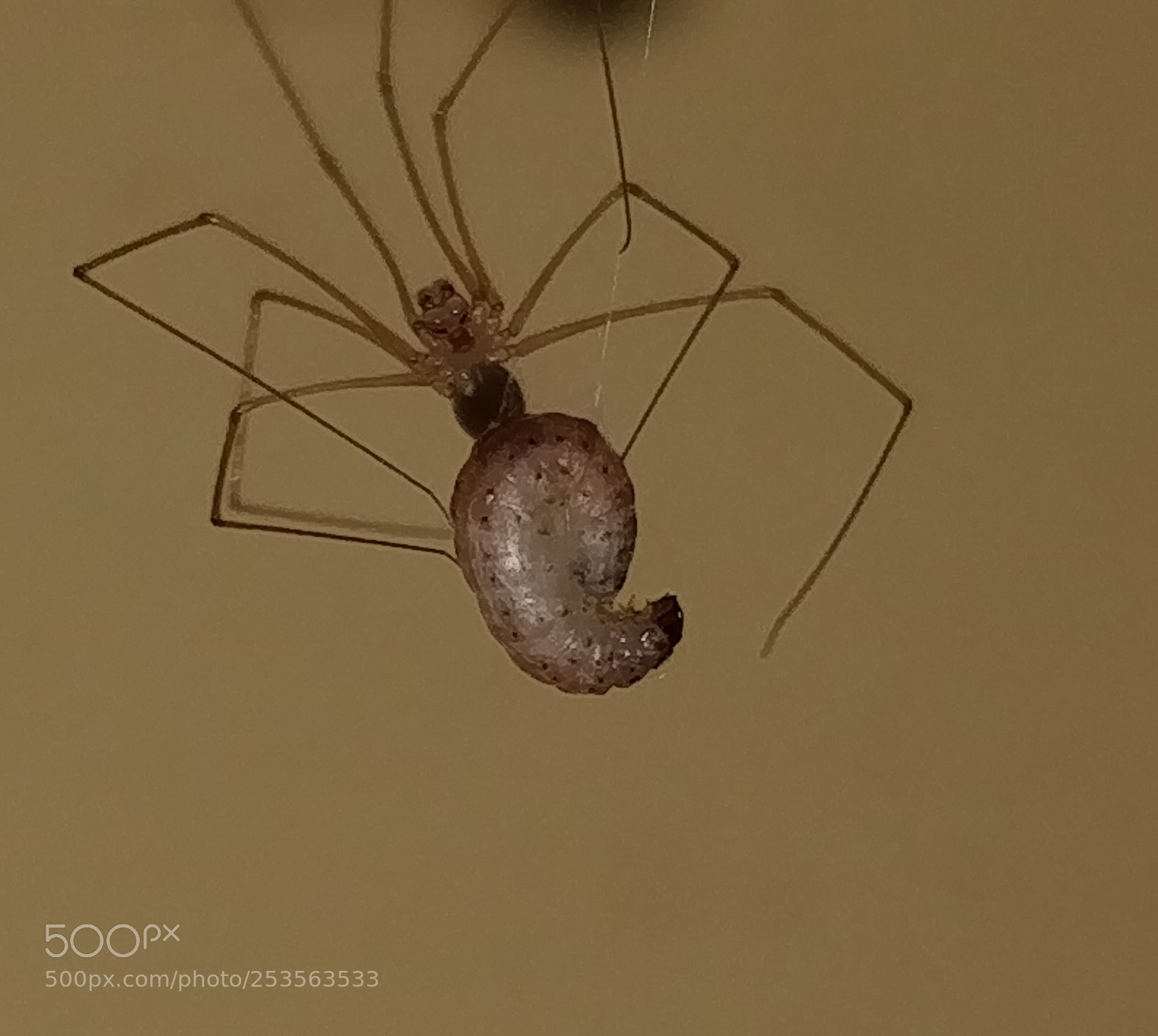 OnePlus 5 sample photo. Insects photography