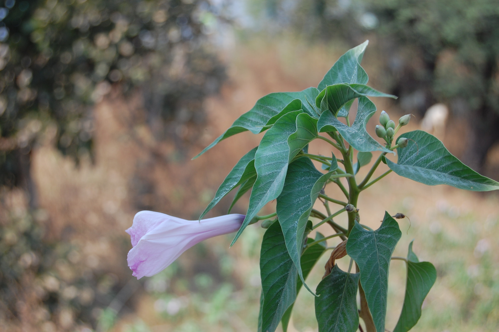 Nikon D40 sample photo