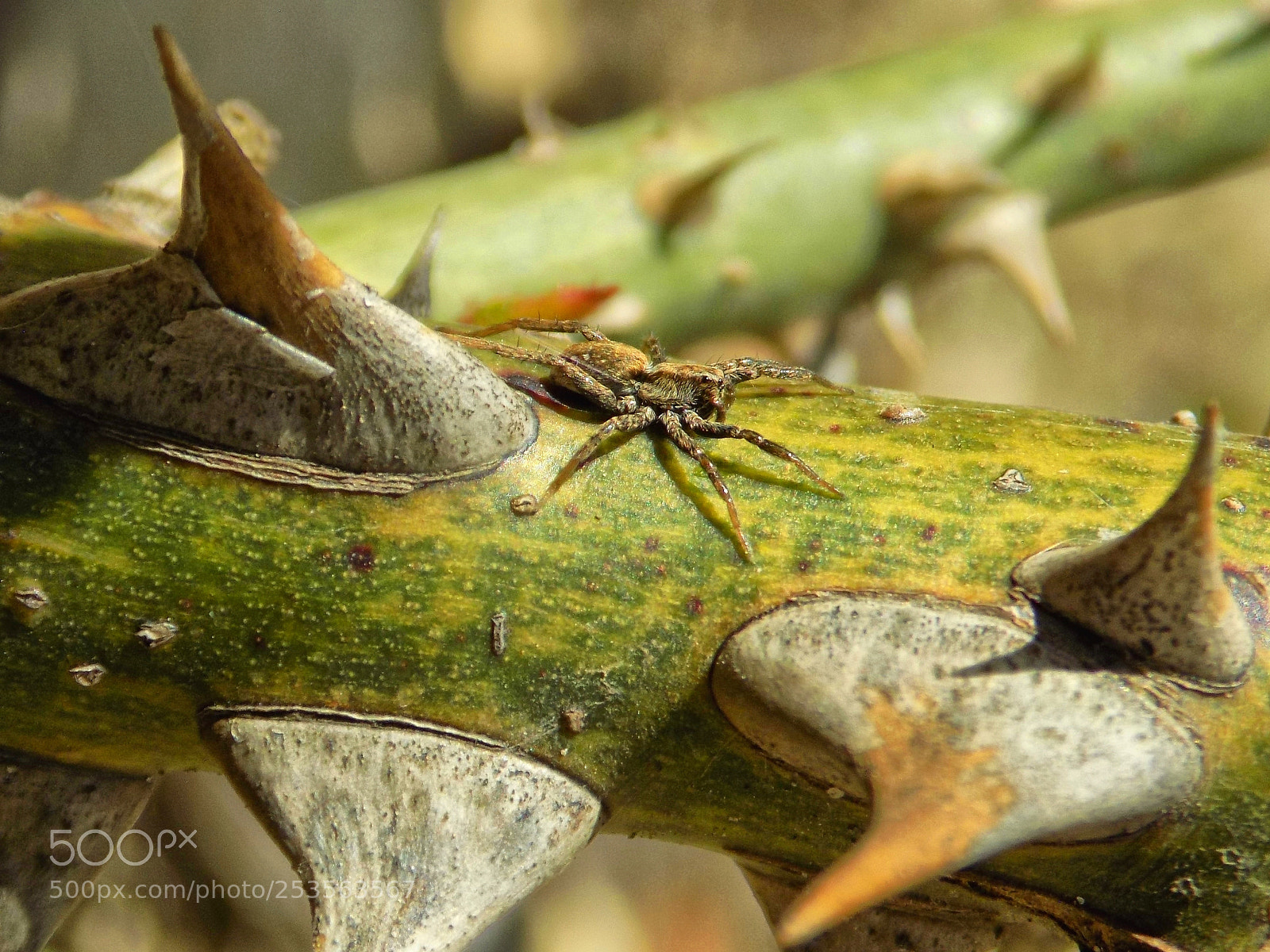 Nikon COOLPIX L330 sample photo. Spider.... photography