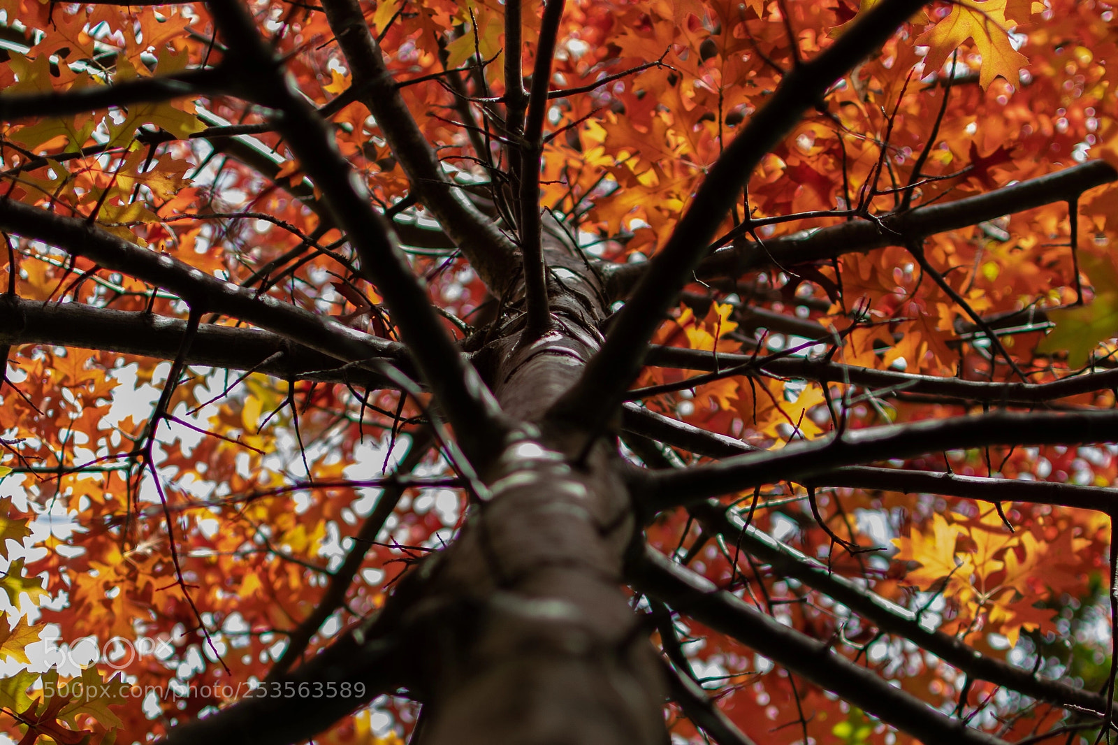 Nikon D7500 sample photo. Red tree photography