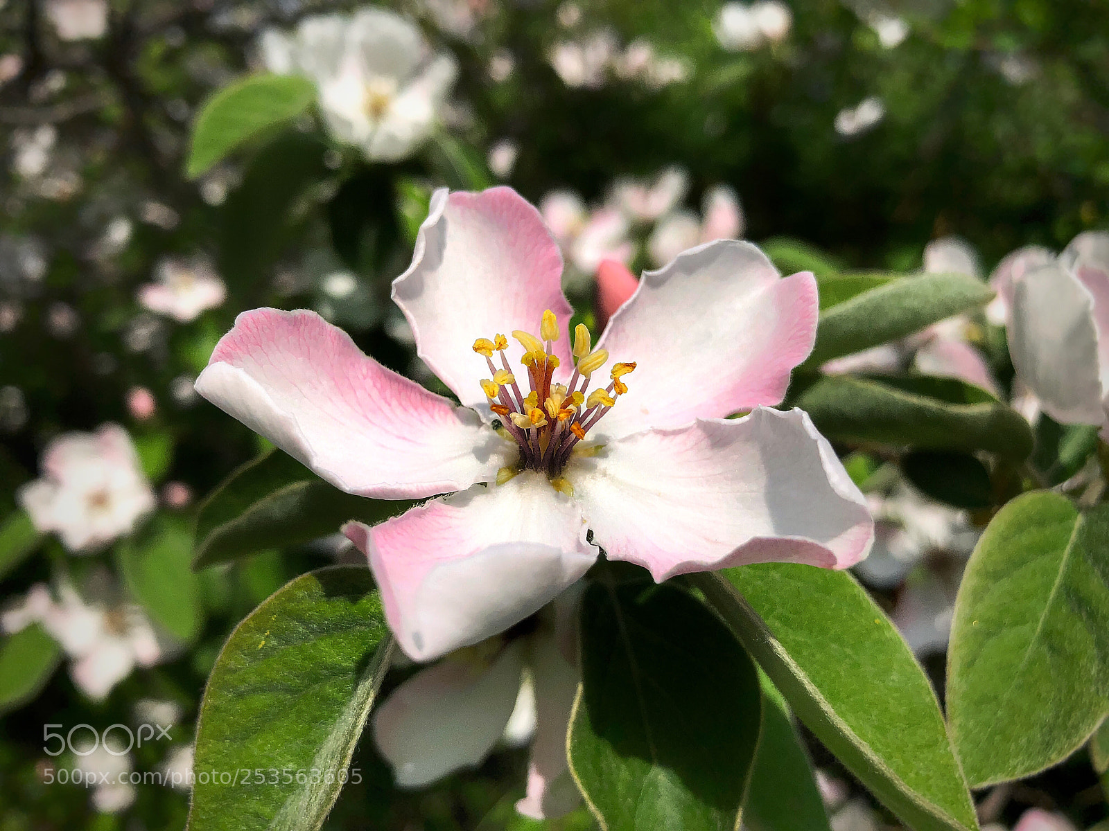Apple iPhone 8 sample photo. Blooming tree photography