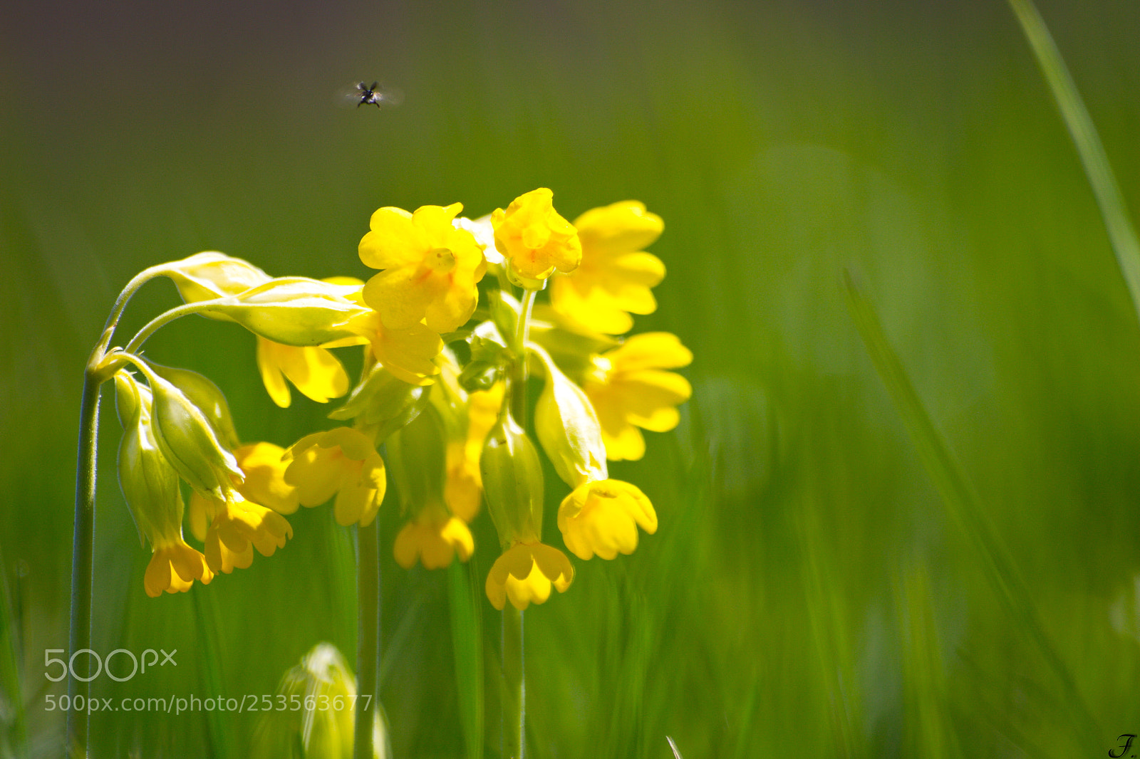 Canon EOS 100D (EOS Rebel SL1 / EOS Kiss X7) sample photo. Spring ( primevere ) photography