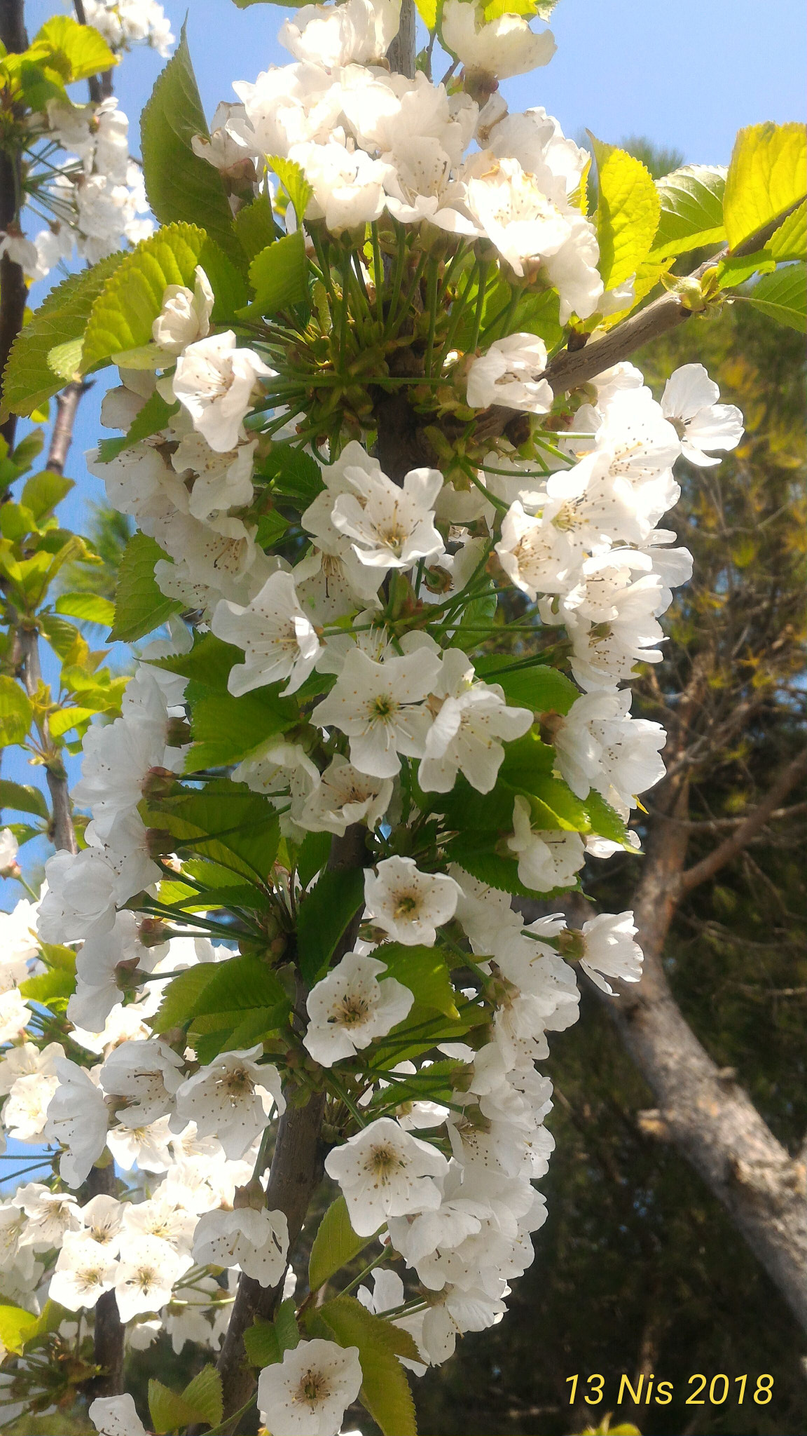 ASUS ZenFone 2 (ZE551ML) sample photo