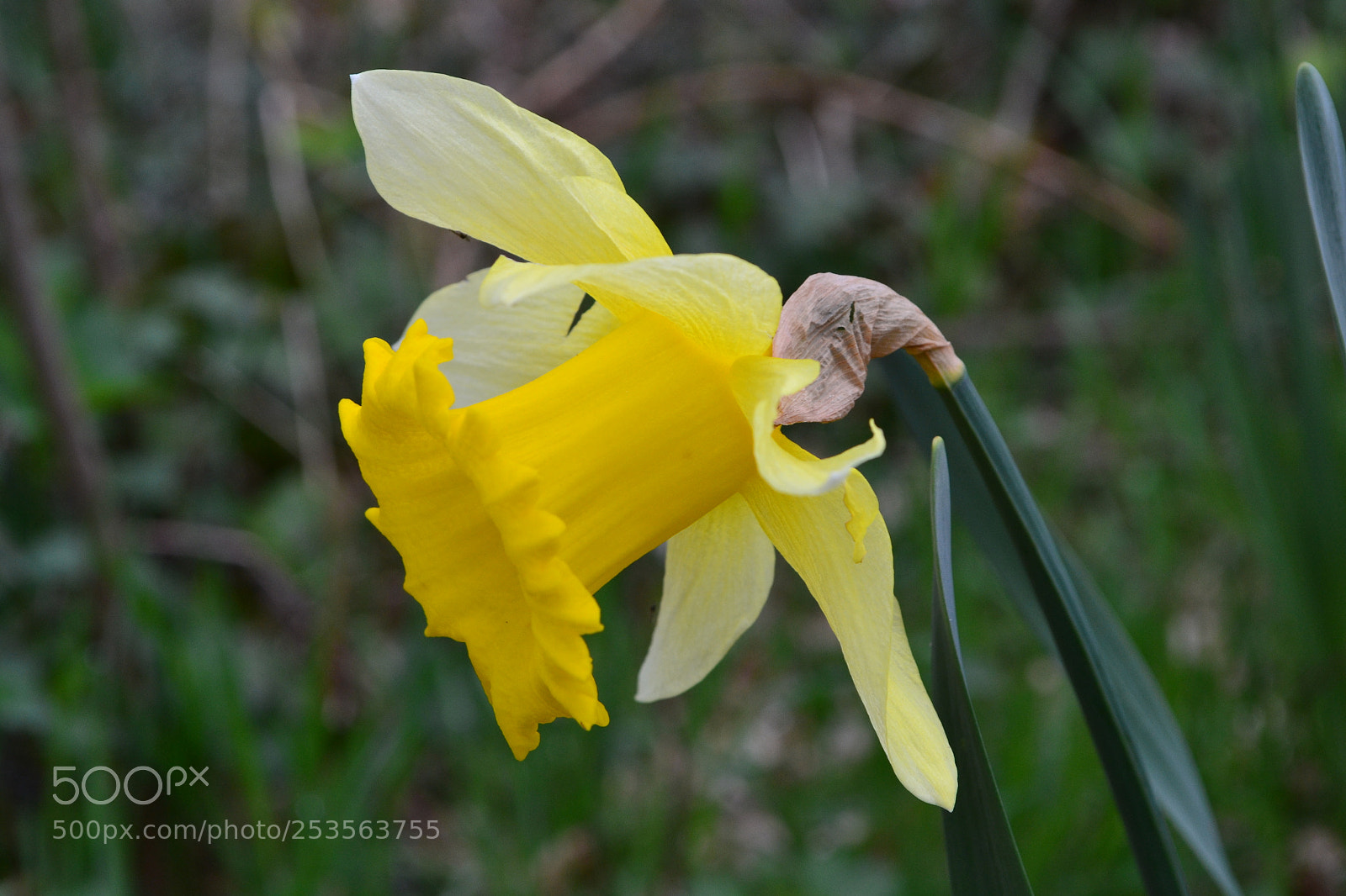 Nikon D3100 sample photo. Daffodil #1 photography