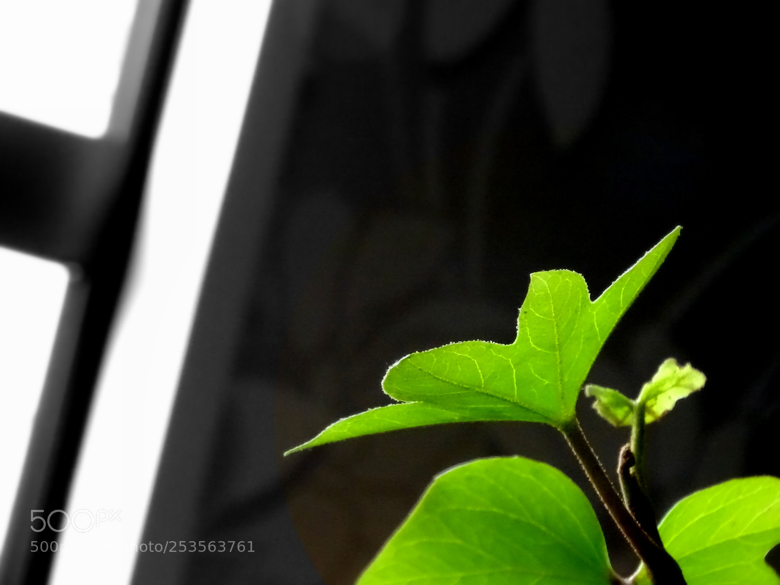 Sony Cyber-shot DSC-HX400V sample photo. Green plant photography