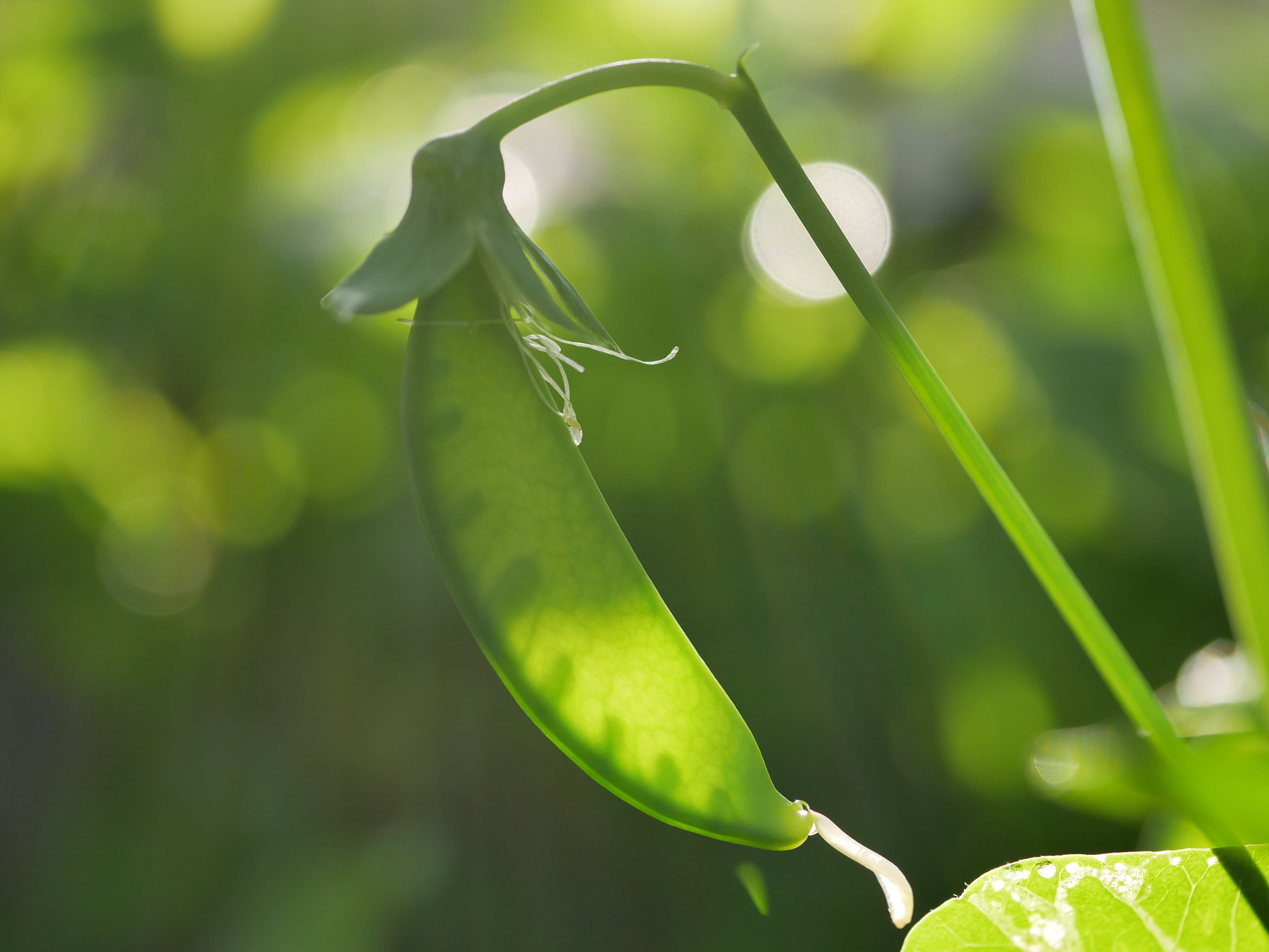 Panasonic Lumix DC-GX850 (Lumix DC-GX800 / Lumix DC-GF9) sample photo. Morning sunshine photography