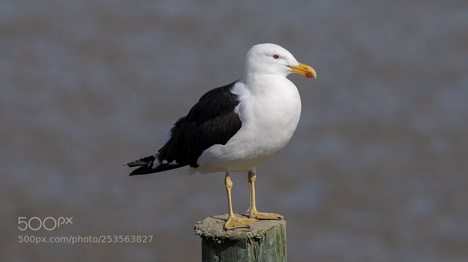 Nikon D500 sample photo. Southern black-backed gull karoro photography