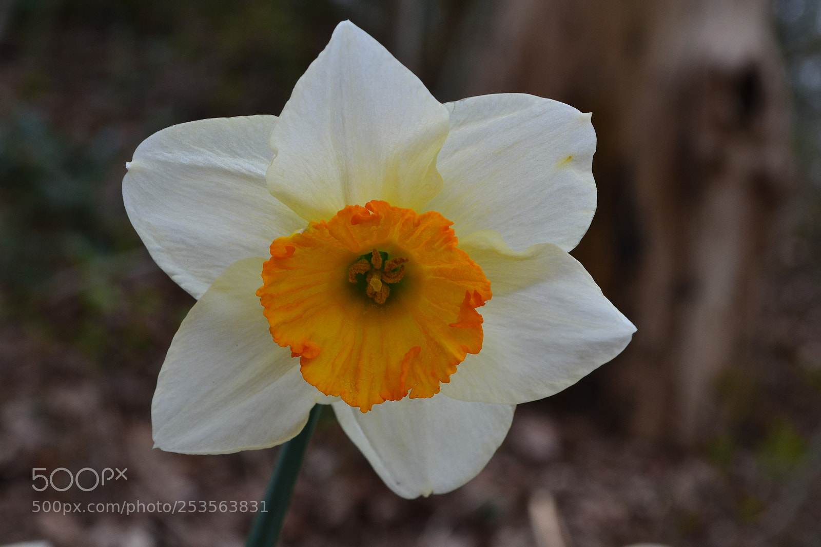 Nikon D3100 sample photo. Daffodil #2 photography