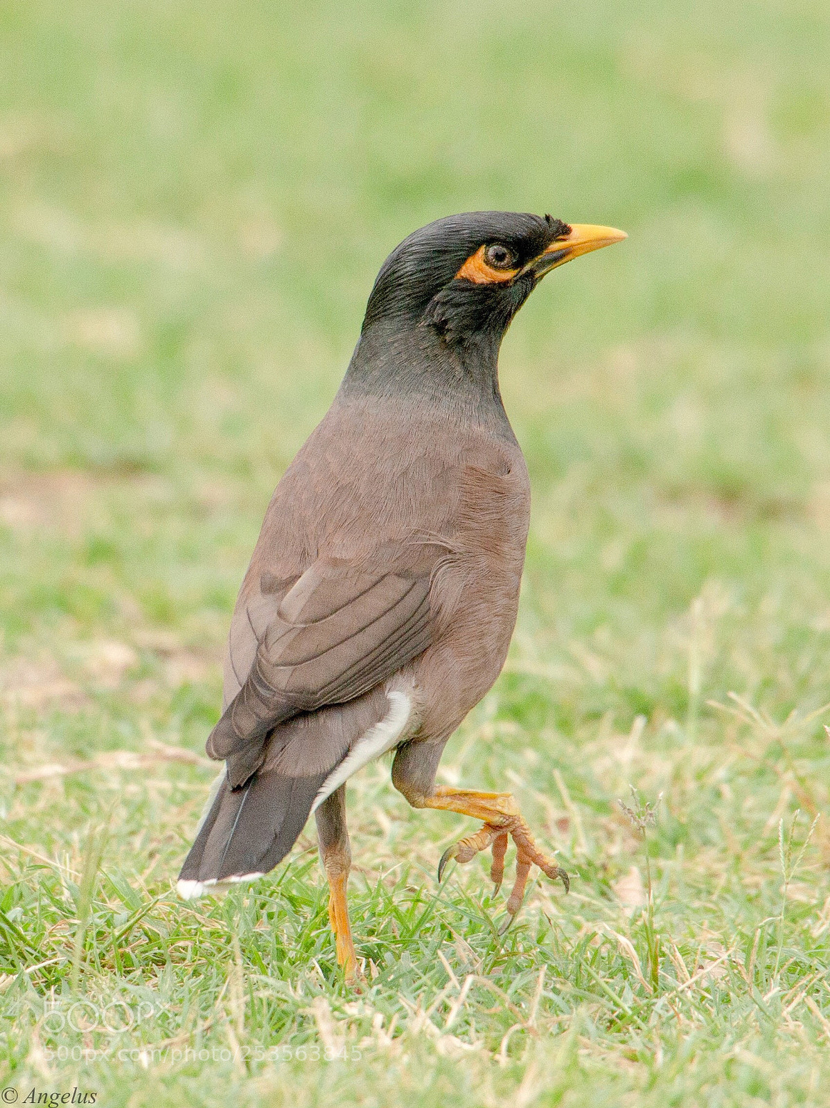 Canon EOS 70D sample photo. Myna bird  photography