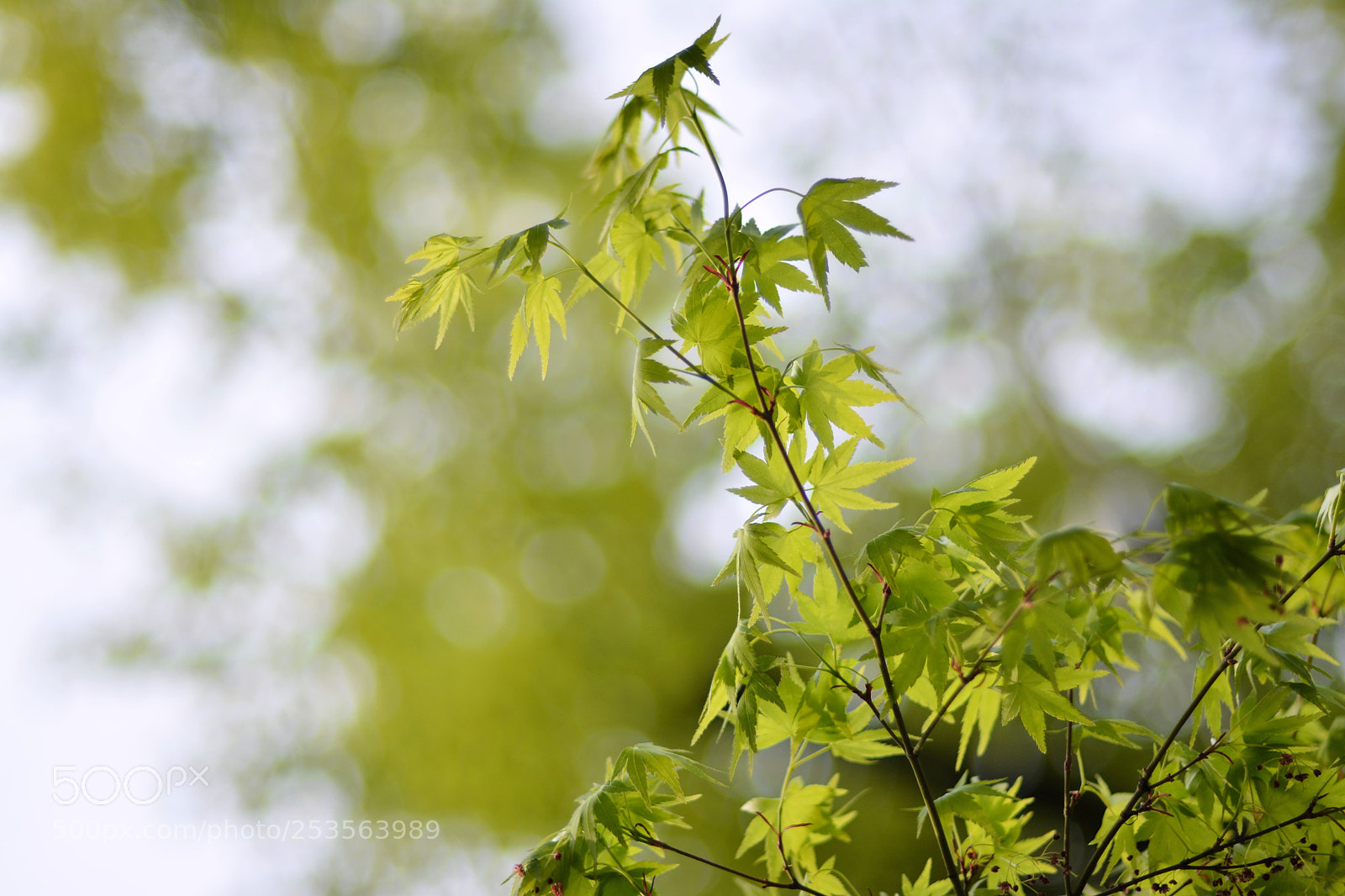 Nikon D7100 sample photo. Maple photography