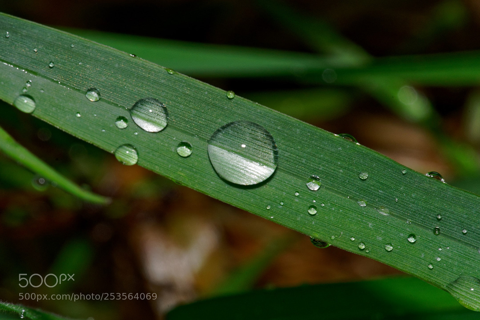 Sony a7R II sample photo. Droplets on grass straw photography