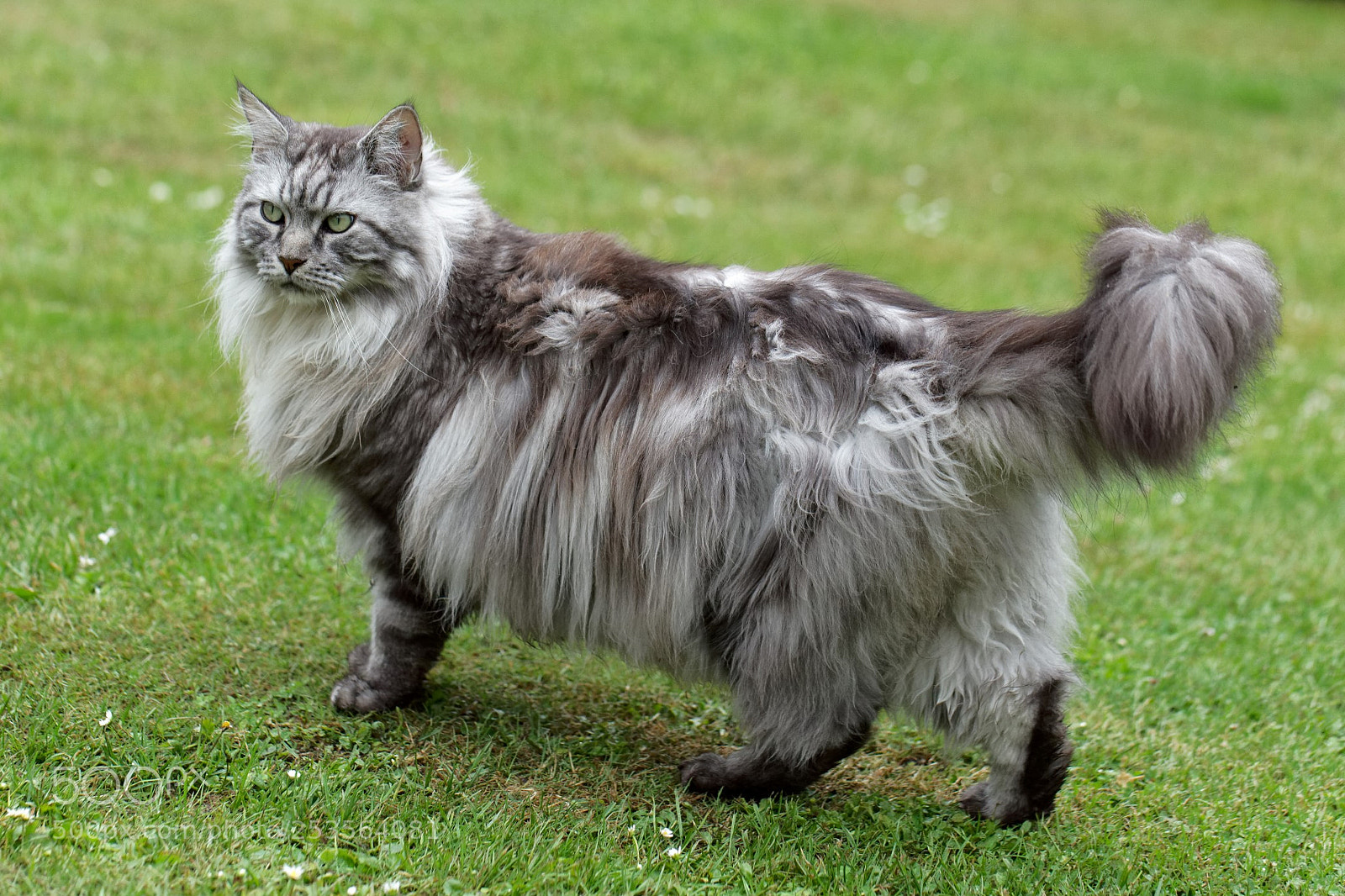 Canon EOS 5D Mark II sample photo. Fellini (maine coon) photography