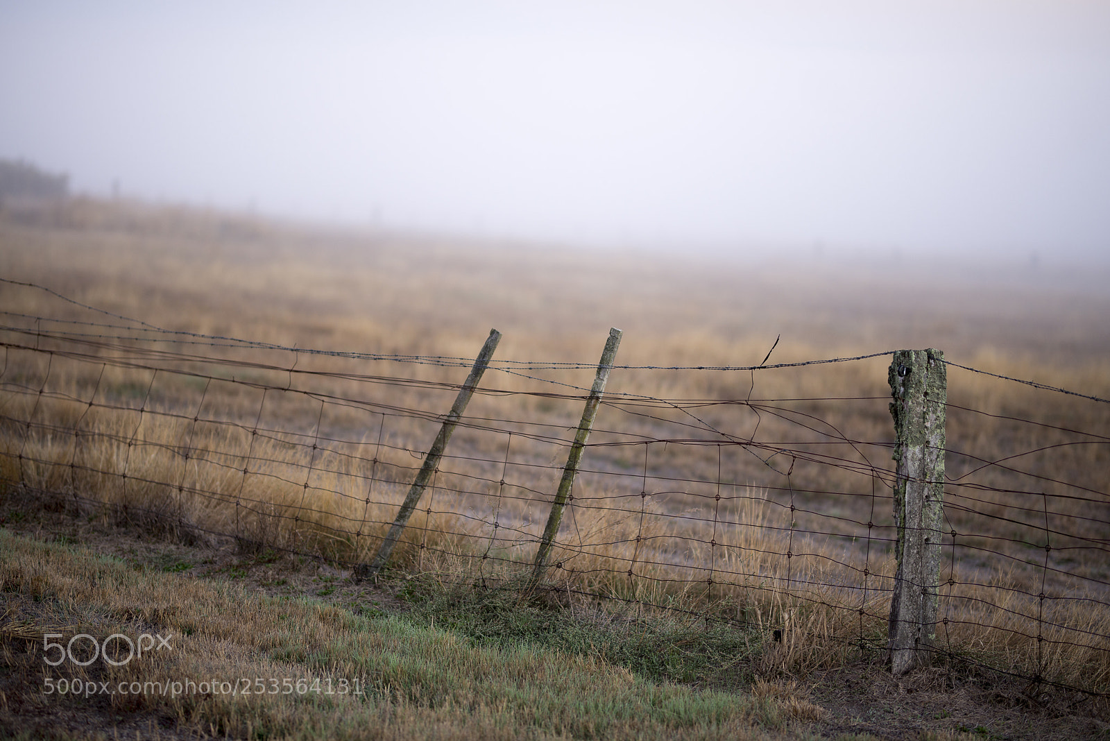 Nikon D600 sample photo. On the farm photography