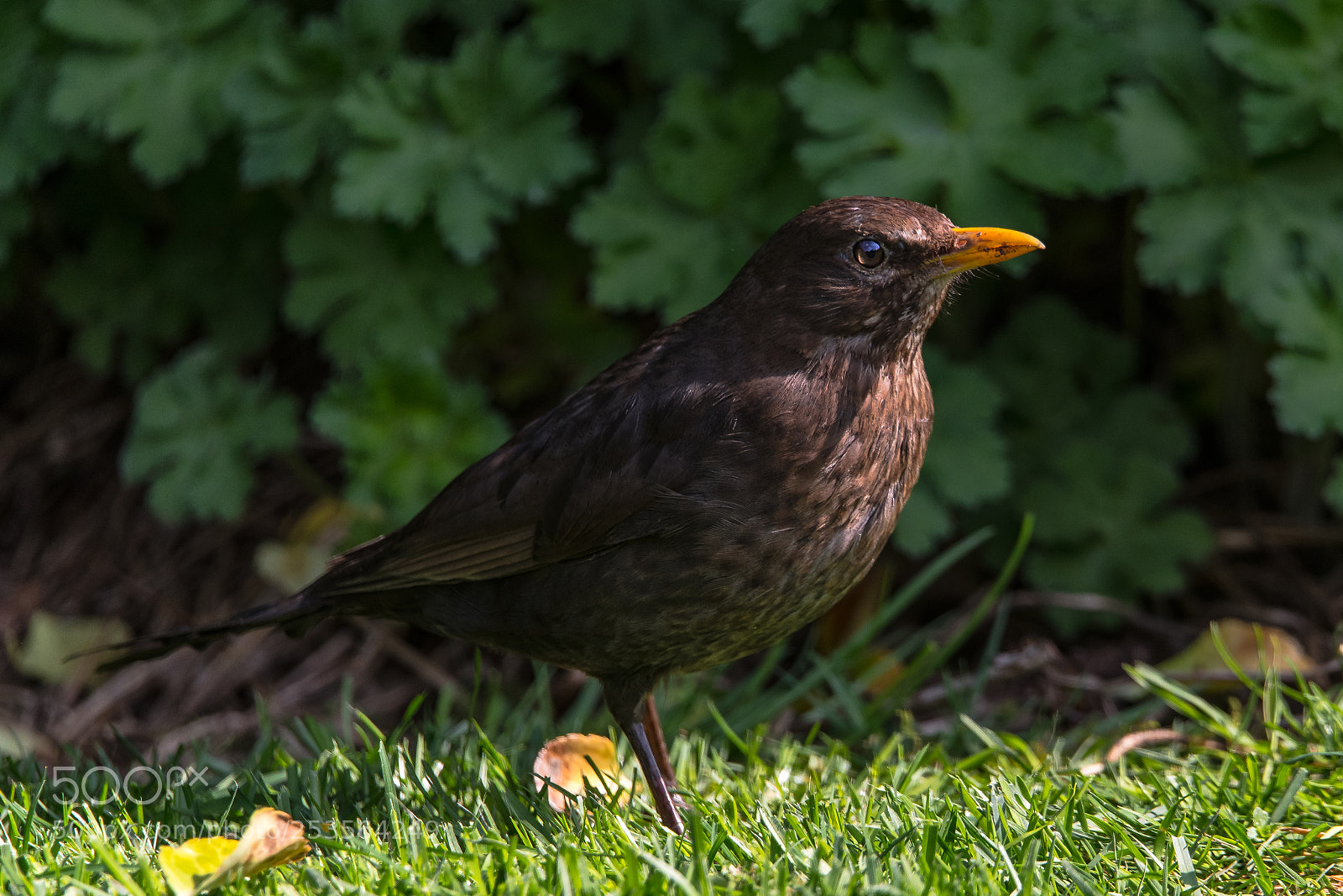 Nikon D850 sample photo. Spring blackbird photography
