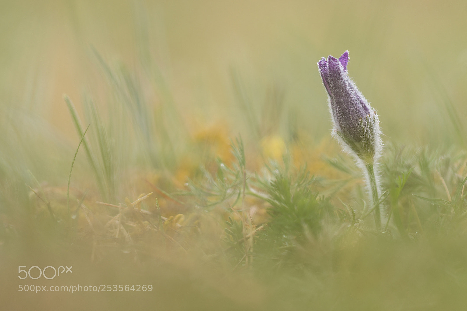 Nikon D500 sample photo. Springtime i photography