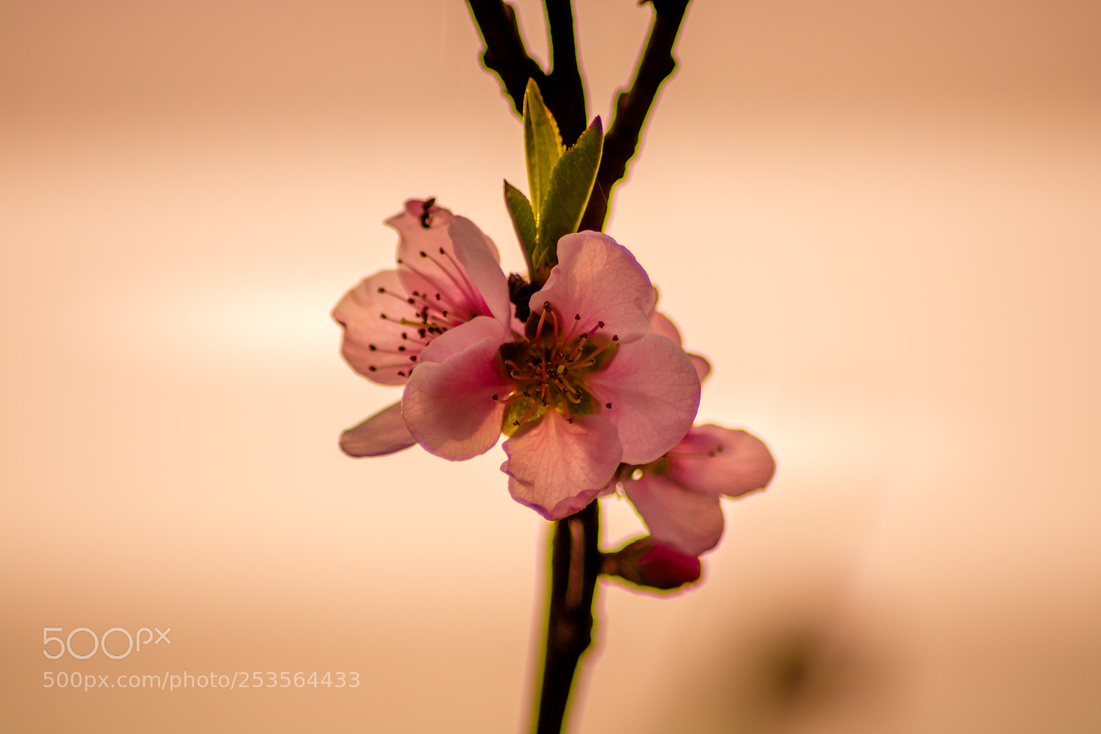 Canon EOS 750D (EOS Rebel T6i / EOS Kiss X8i) sample photo. Spring photography