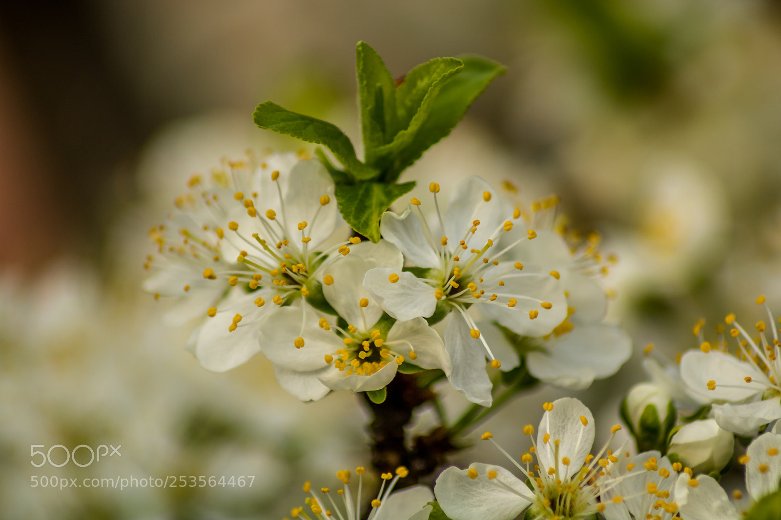 Canon EOS 750D (EOS Rebel T6i / EOS Kiss X8i) sample photo. Spring photography