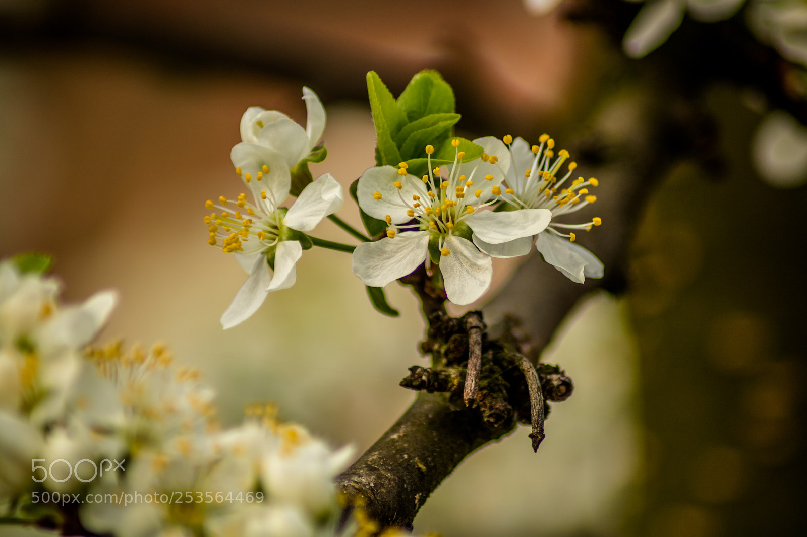 Canon EOS 750D (EOS Rebel T6i / EOS Kiss X8i) sample photo. Spring photography