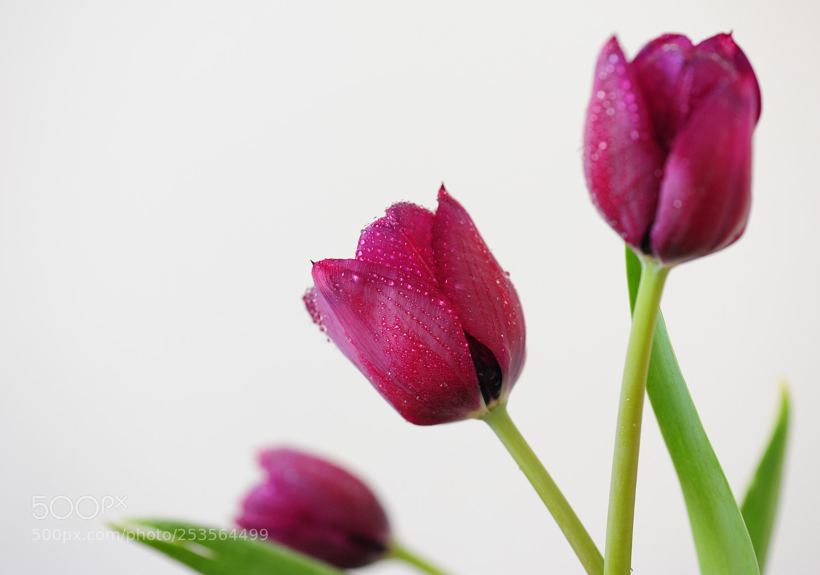 Nikon D700 sample photo. Tulip bouquet photography