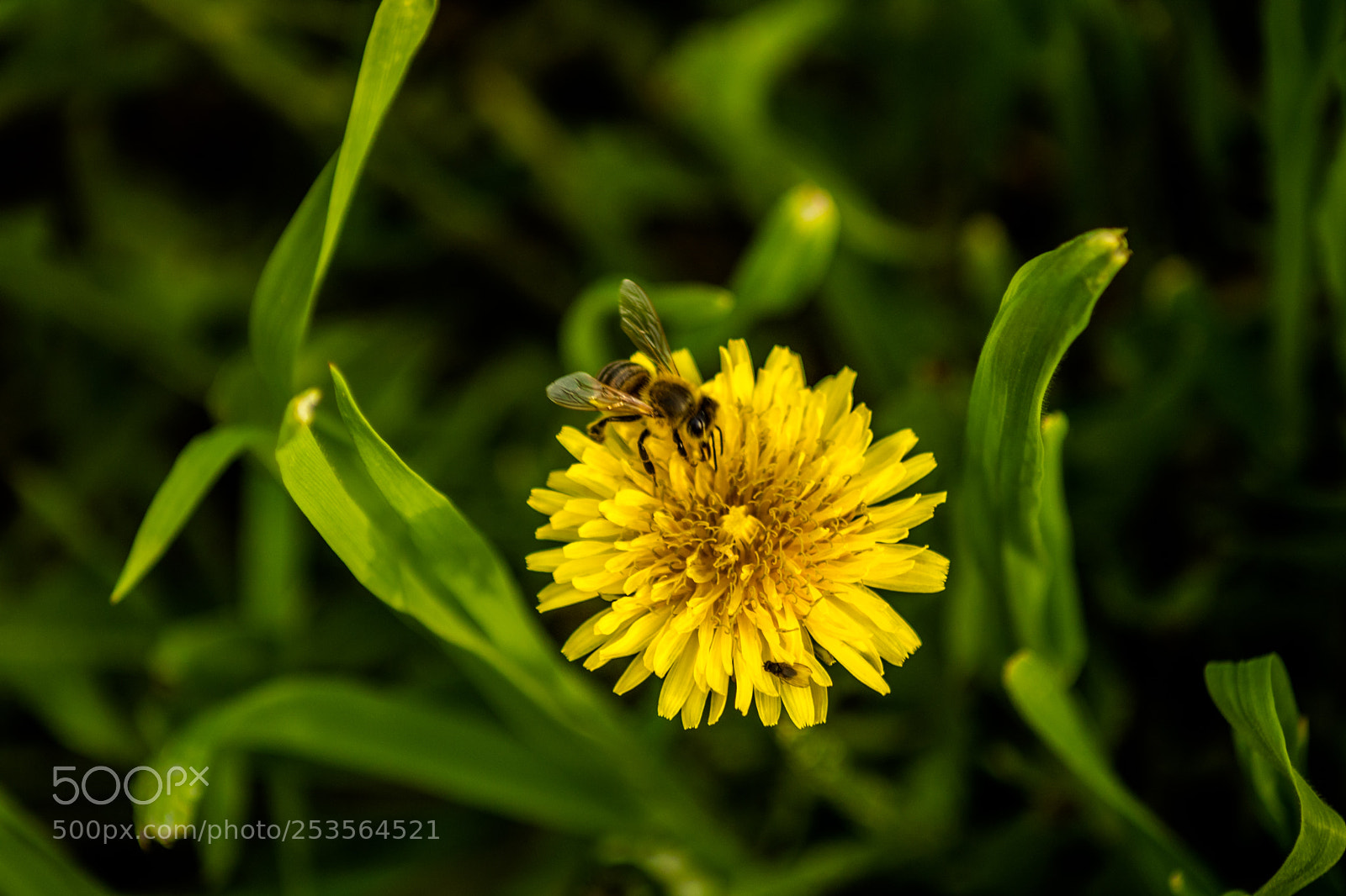 Canon EOS 750D (EOS Rebel T6i / EOS Kiss X8i) sample photo. Spring photography