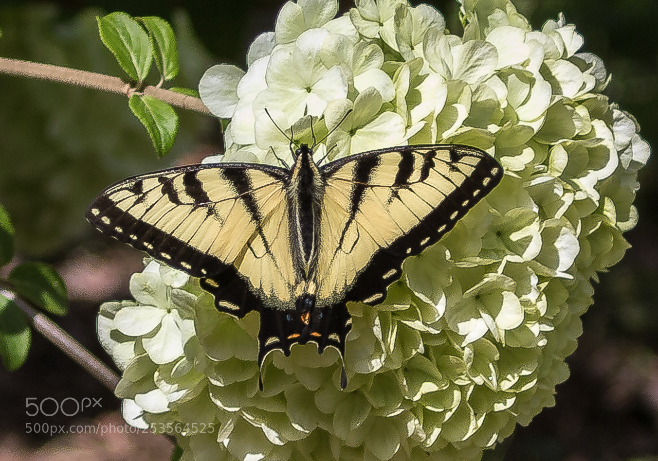 Canon EOS 7D Mark II sample photo. Eastern tiger swallowtail photography