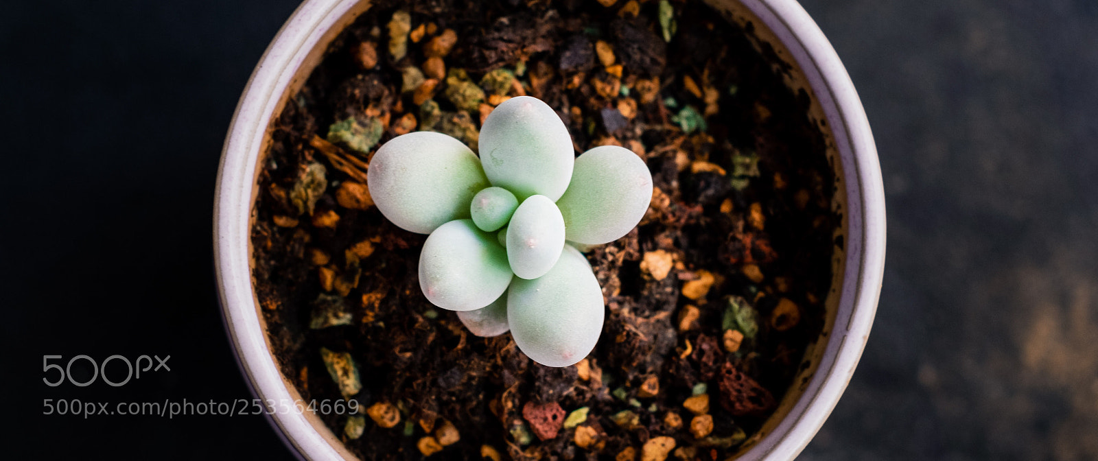 Fujifilm X-E3 sample photo. A succulent plant photography