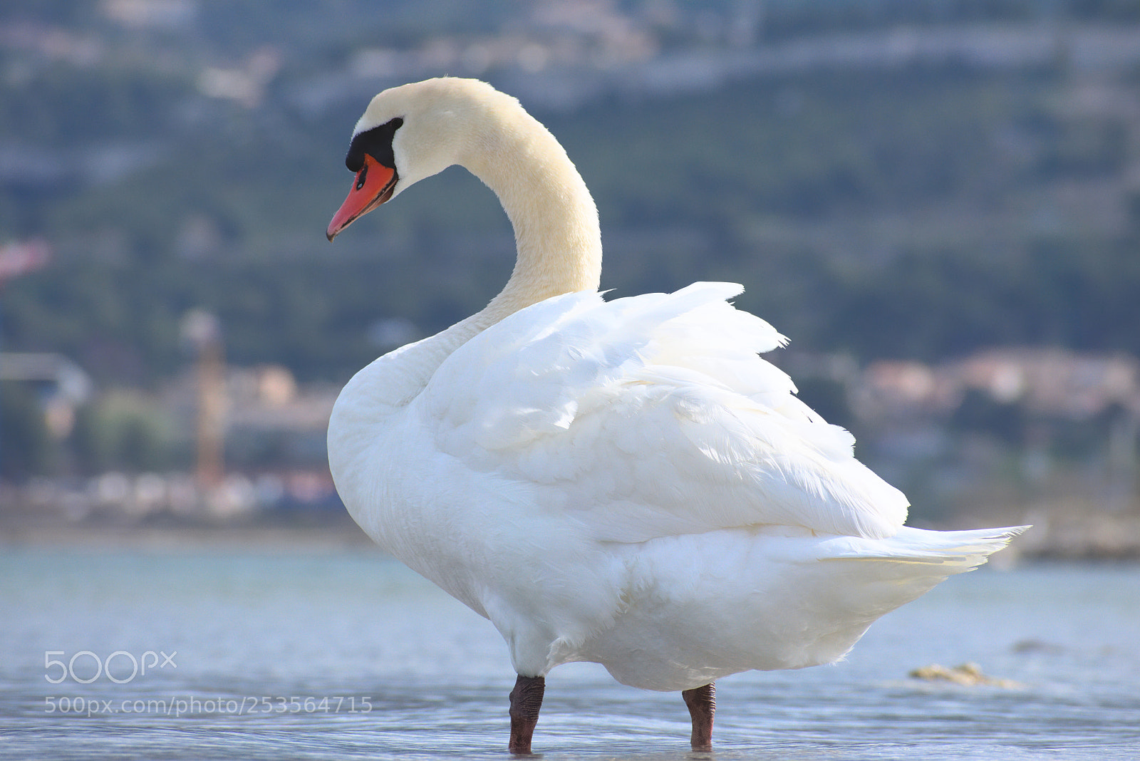 Nikon D5600 sample photo. Swan photography