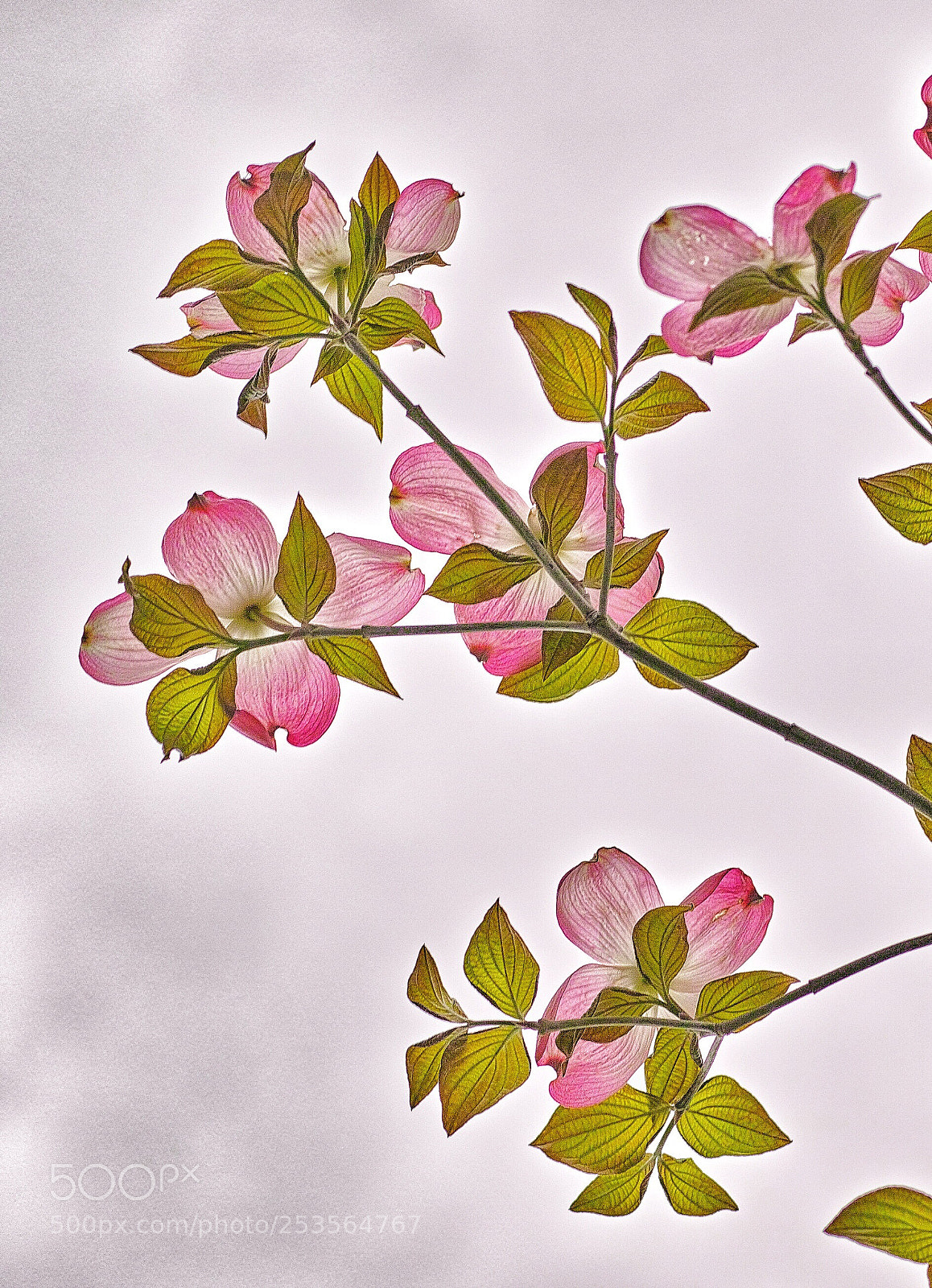 Sigma DP3 Merrill sample photo. Flowering dogwood photography