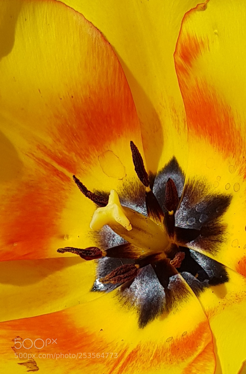 Samsung Galaxy S8 sample photo. Yellow tulip photography