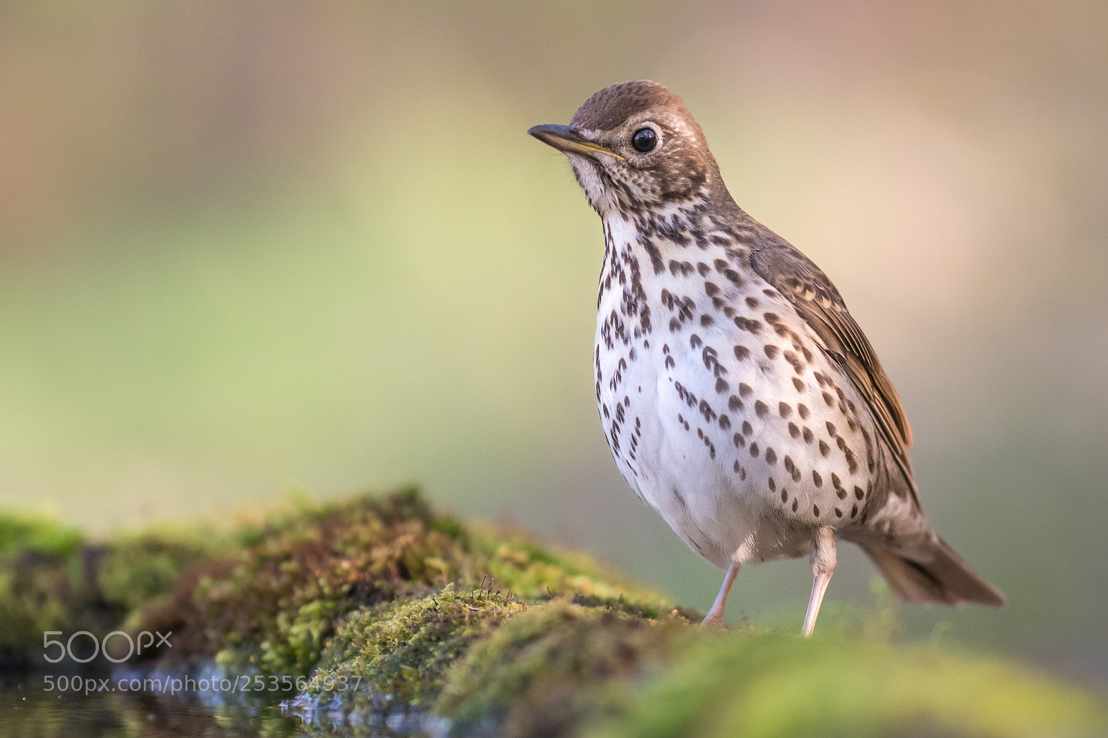 Canon EOS 80D sample photo. Song thrush photography