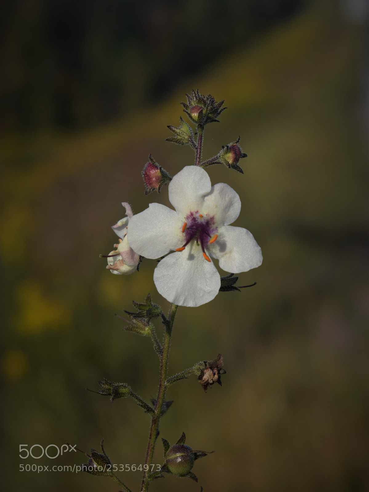 Nikon D3300 sample photo. Roadside wild flower photography