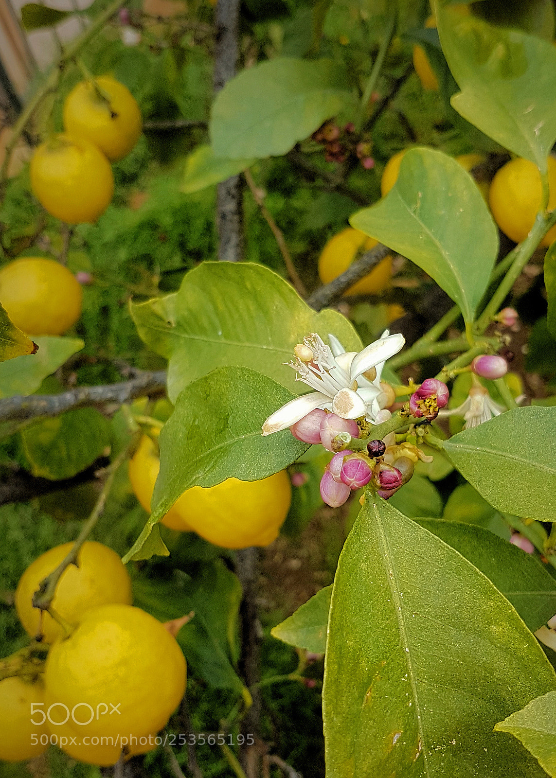 Samsung Galaxy S7 Edge sample photo. Lemon blossom photography