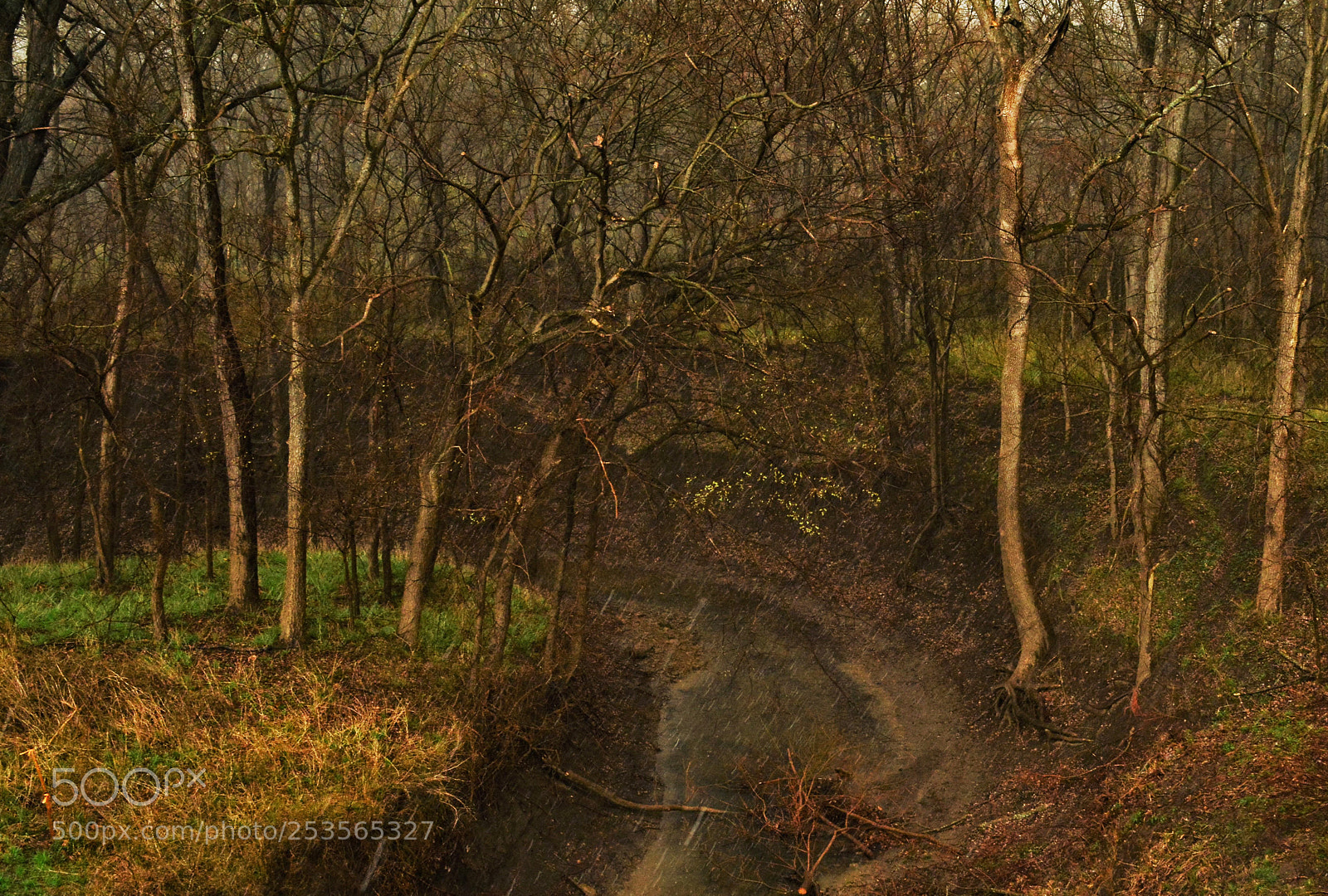 Nikon D7100 sample photo. Rain in the woods 2 photography