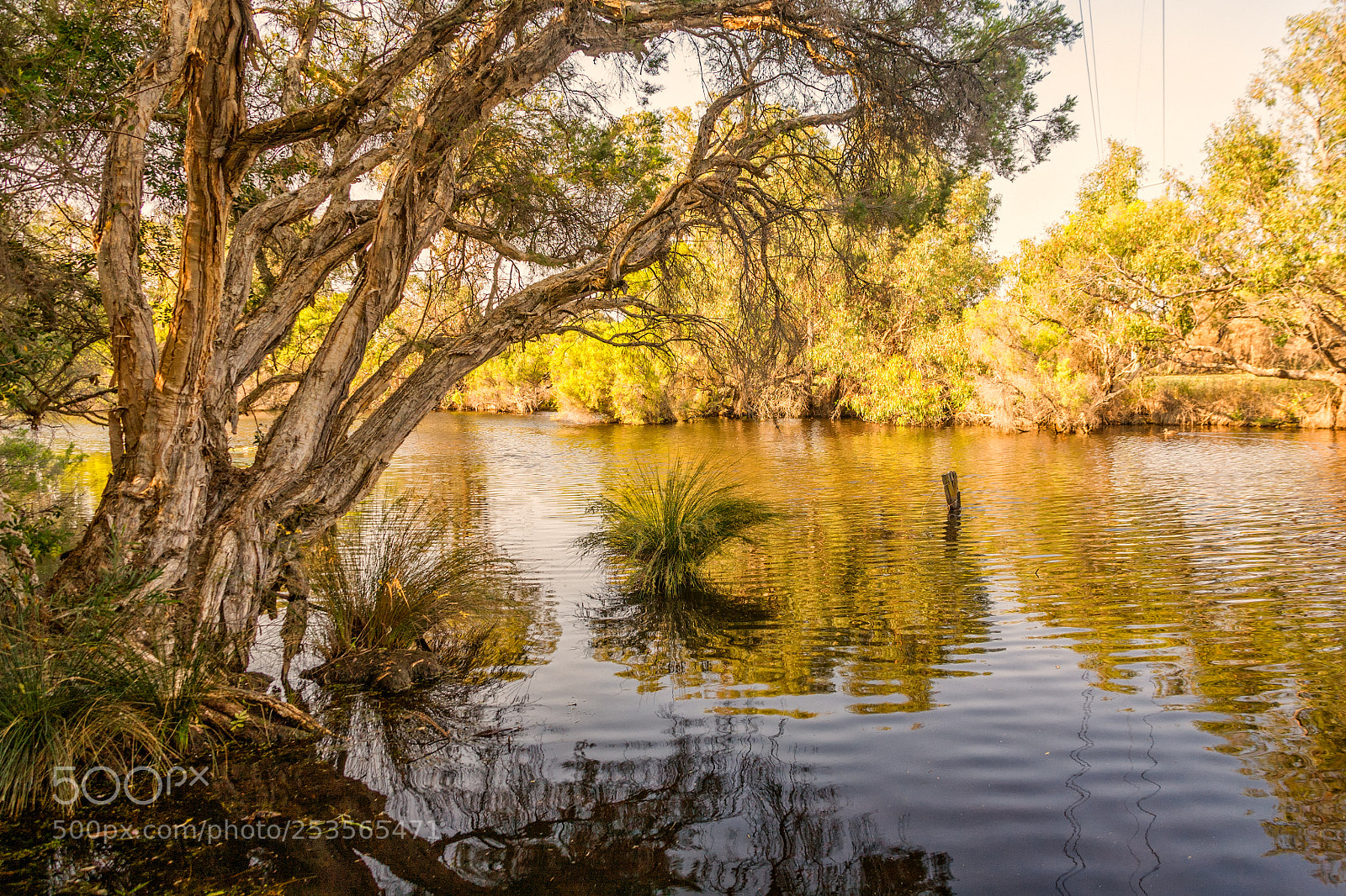 Canon EOS 5D sample photo. Woodloes walk - canning photography