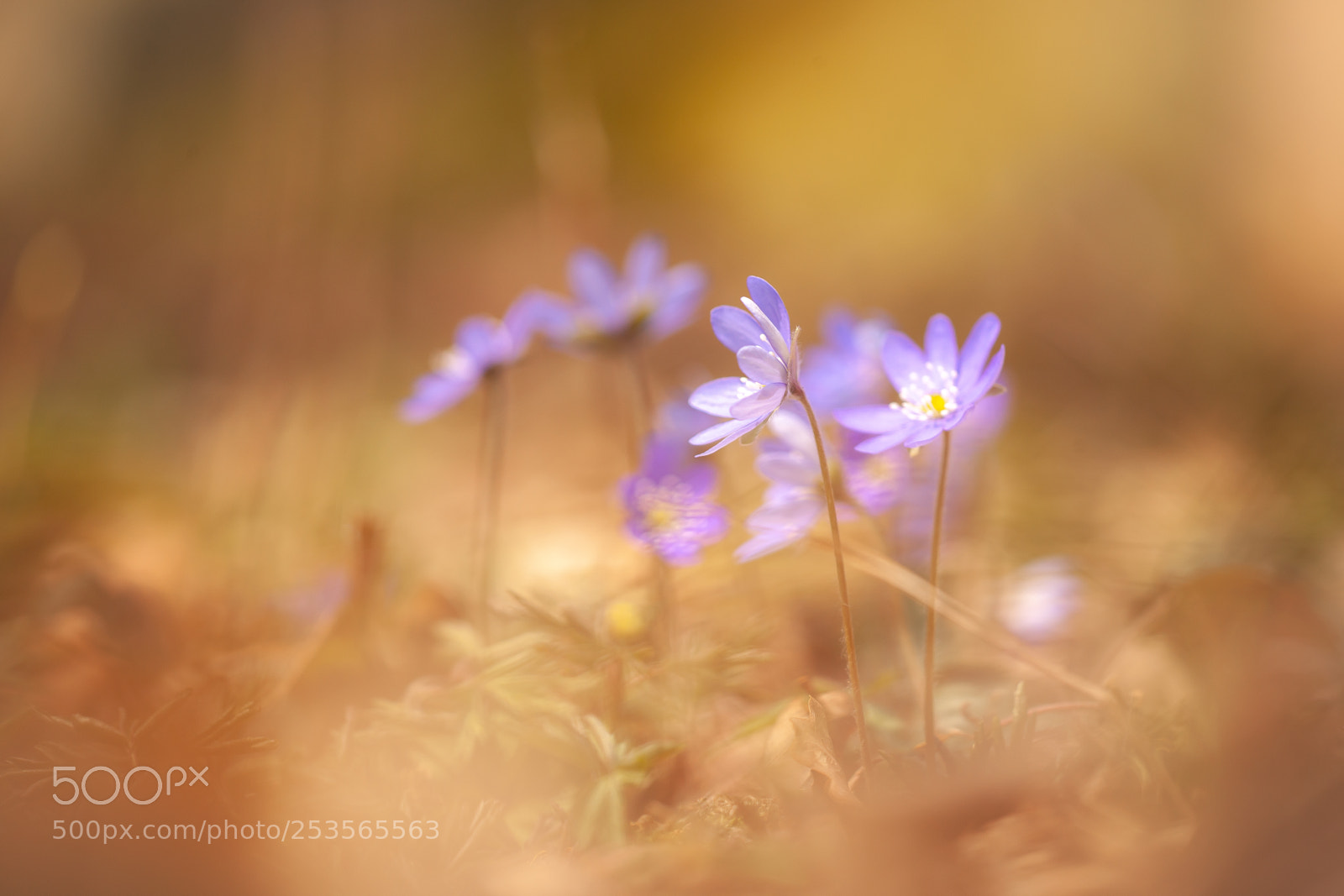Canon EOS-1Ds Mark III sample photo. Springtime 2018 photography