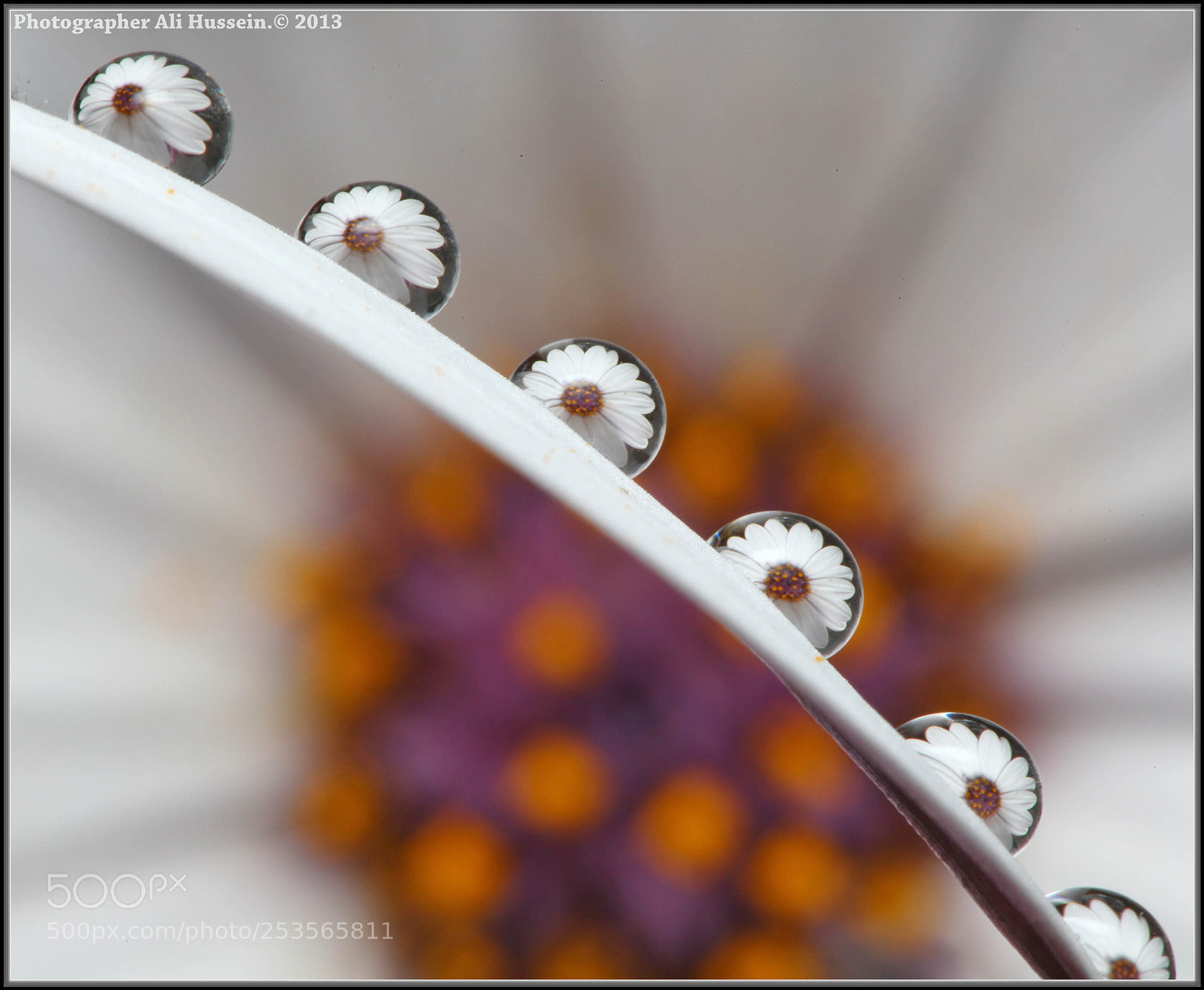 Canon EOS 5D Mark II sample photo. Untitled photography